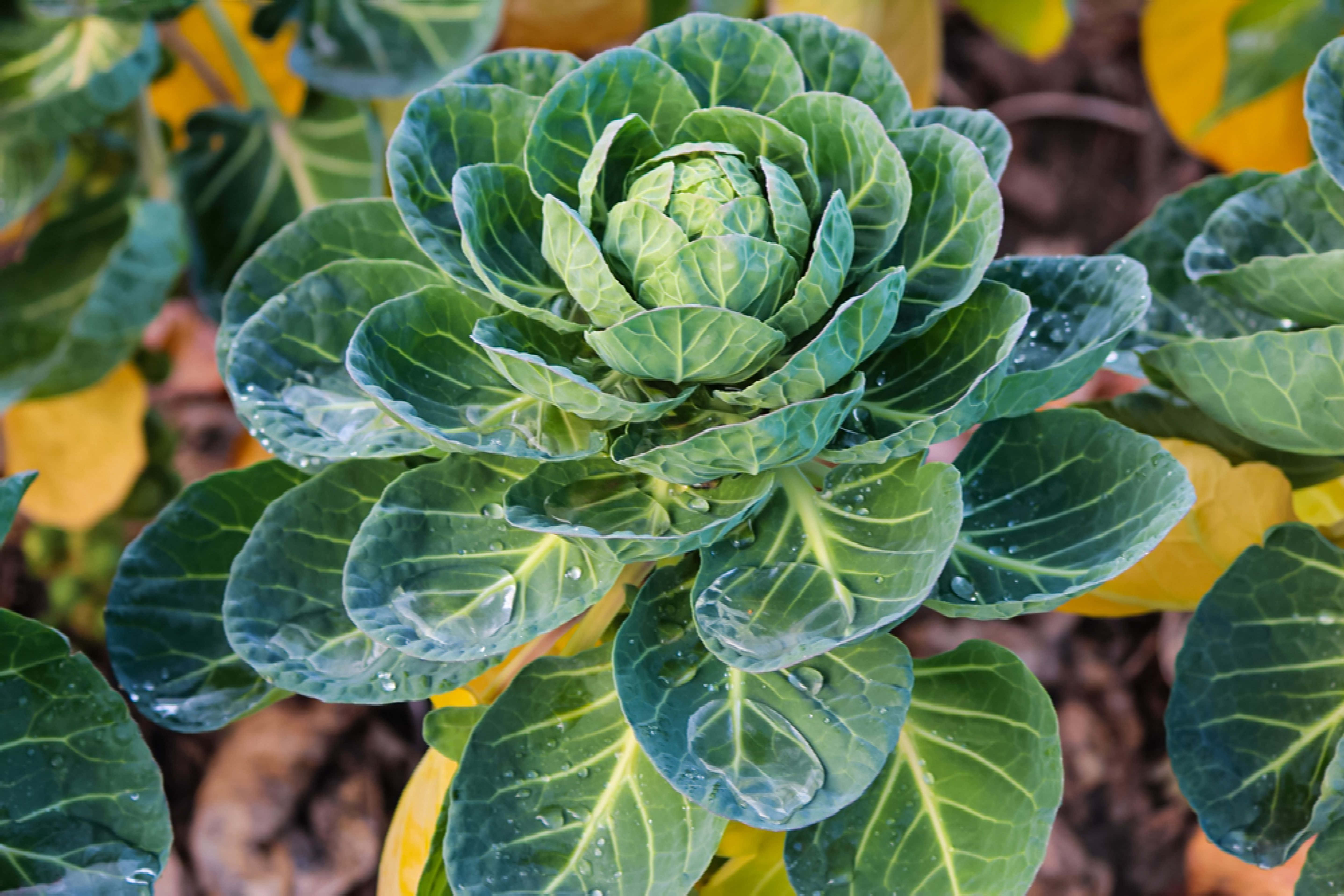 Brussel Sprout 桌布 壁紙 — 新鮮綠色高麗菜的特寫，露珠在其層層疊疊的葉片上閃閃發光。