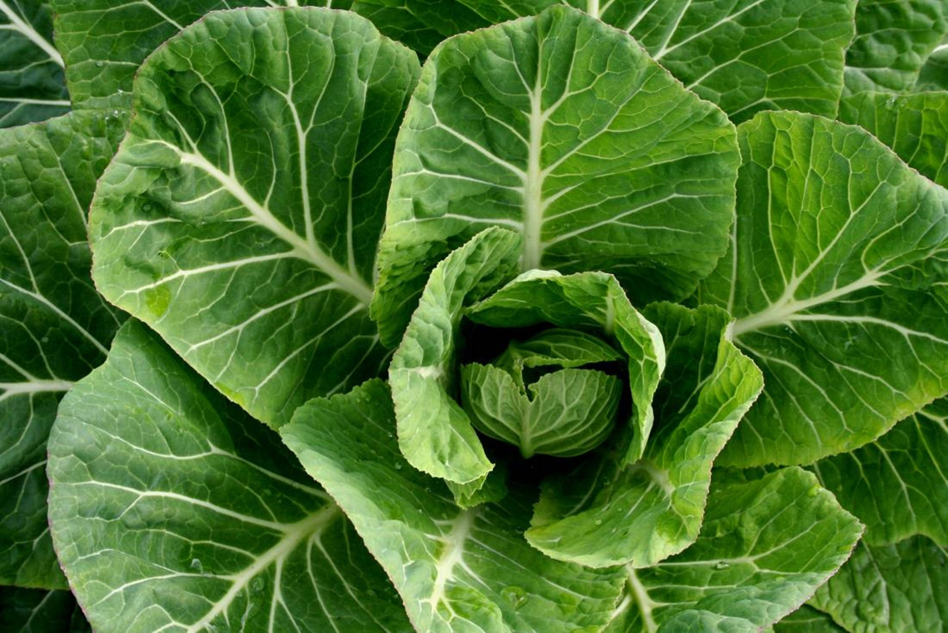 Collard Greens 桌布 壁紙 — 新鮮綠色高麗菜的近距離特寫，葉脈清晰可見，表面有閃爍的露珠。