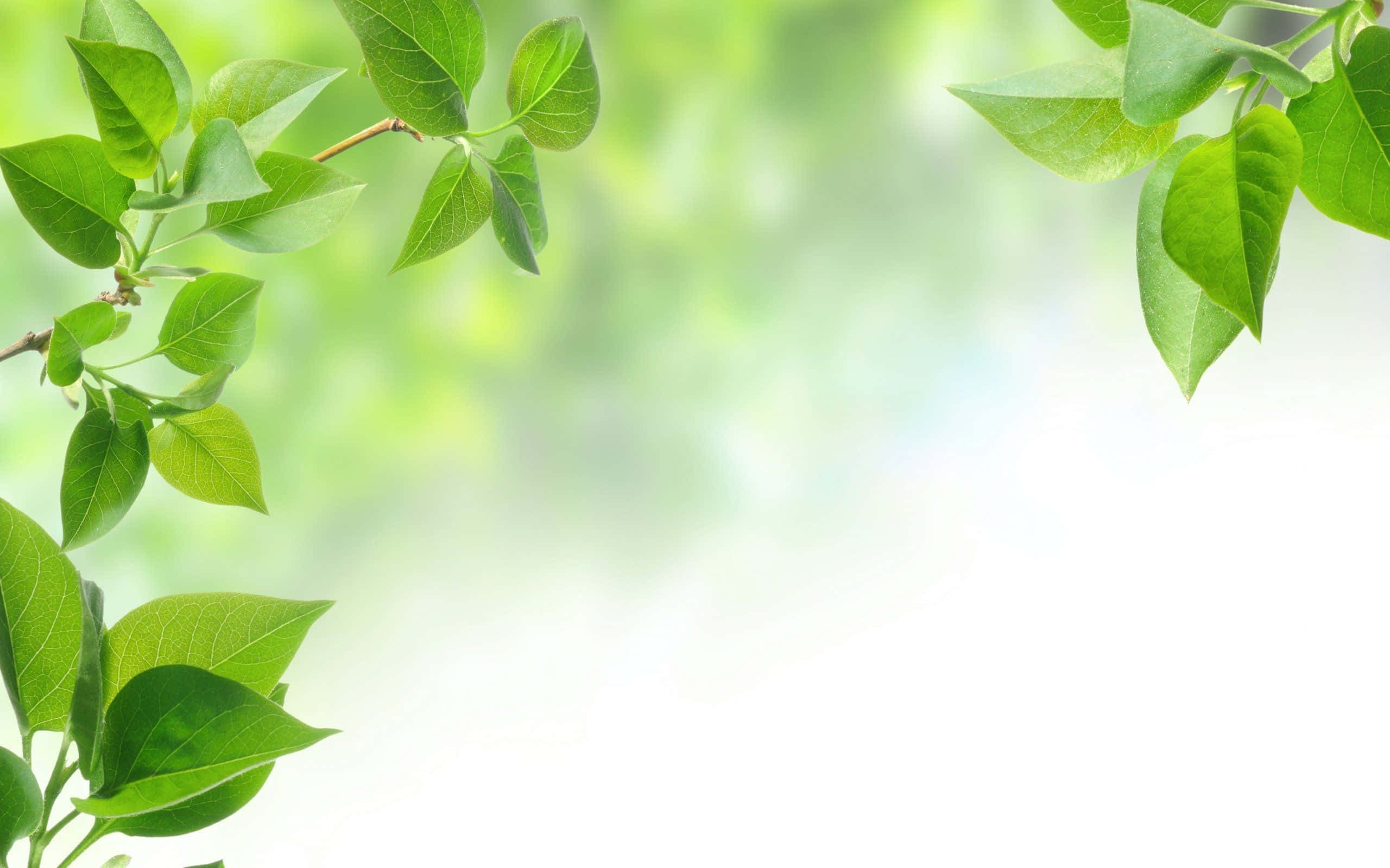 Leaves 桌布 壁紙 — 新鮮綠葉框住明亮白色空間，背景是柔和模糊的綠色。