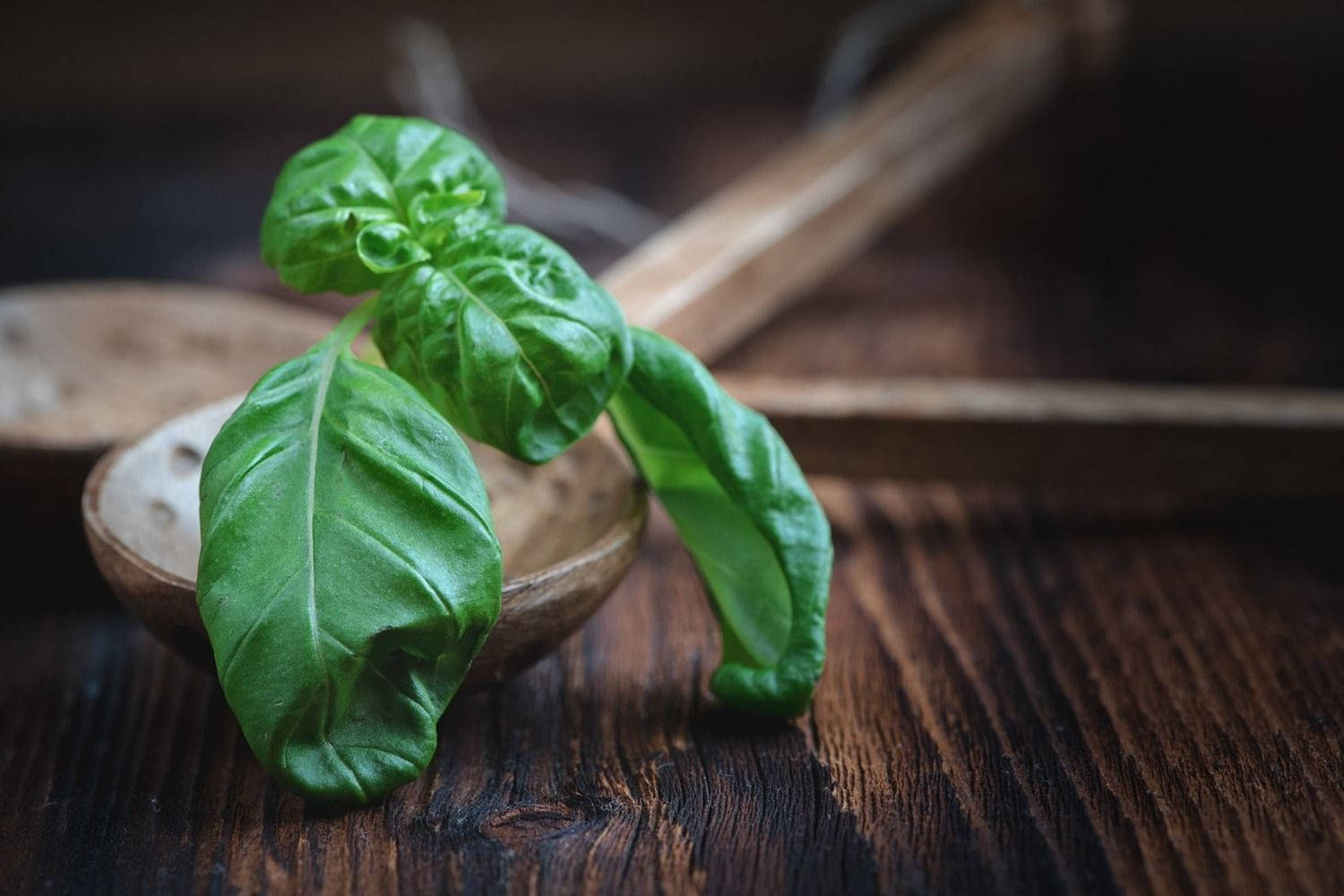 Basil 桌布 壁紙 — 新鮮羅勒葉放在木匙上，置於深色木質表面，營造柔和淺景深效果。