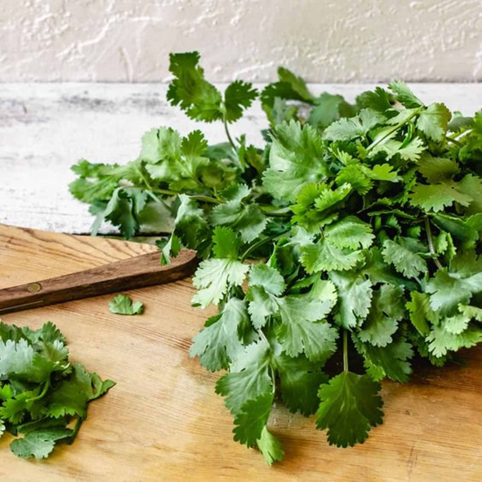 Coriander 桌布 壁紙 — 新鮮翠綠的香菜葉堆放在質樸的木砧板上，旁邊有一把刀。
