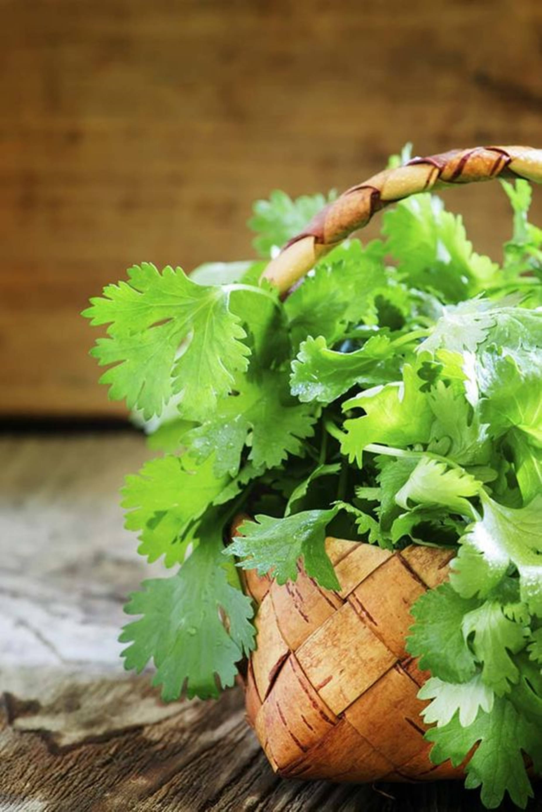 Coriander 桌布 壁紙 — 新鮮翠綠的香菜葉從一個編織樺木籃子中溢出，籃子放在質樸的木質表面上。