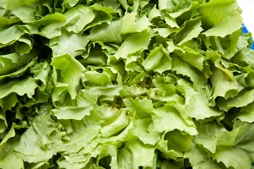 Food Photography 桌布 壁紙 — 新鮮脆嫩的綠色生菜葉特寫，邊緣有波浪紋理，質感自然。