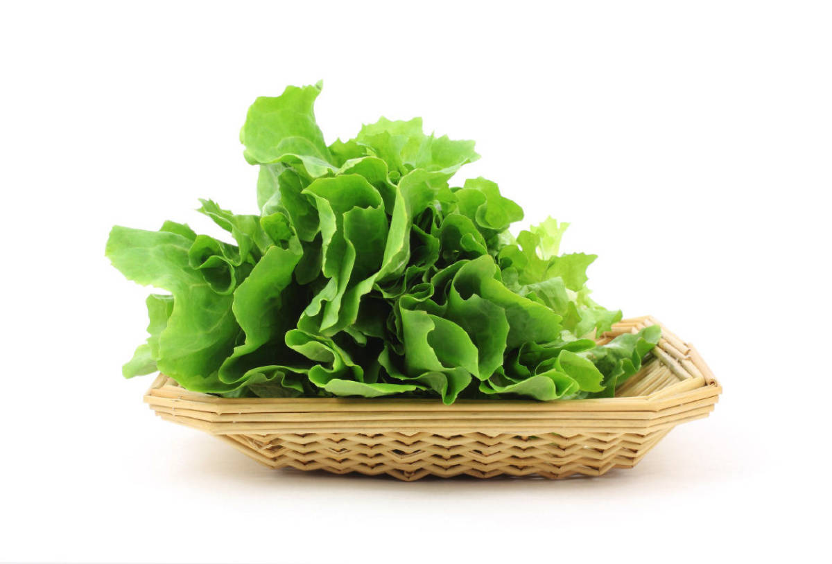 Leaf 桌布 壁紙 — 新鮮脆嫩的綠色生菜葉高高堆疊在編織竹籃中，置於潔白背景前。