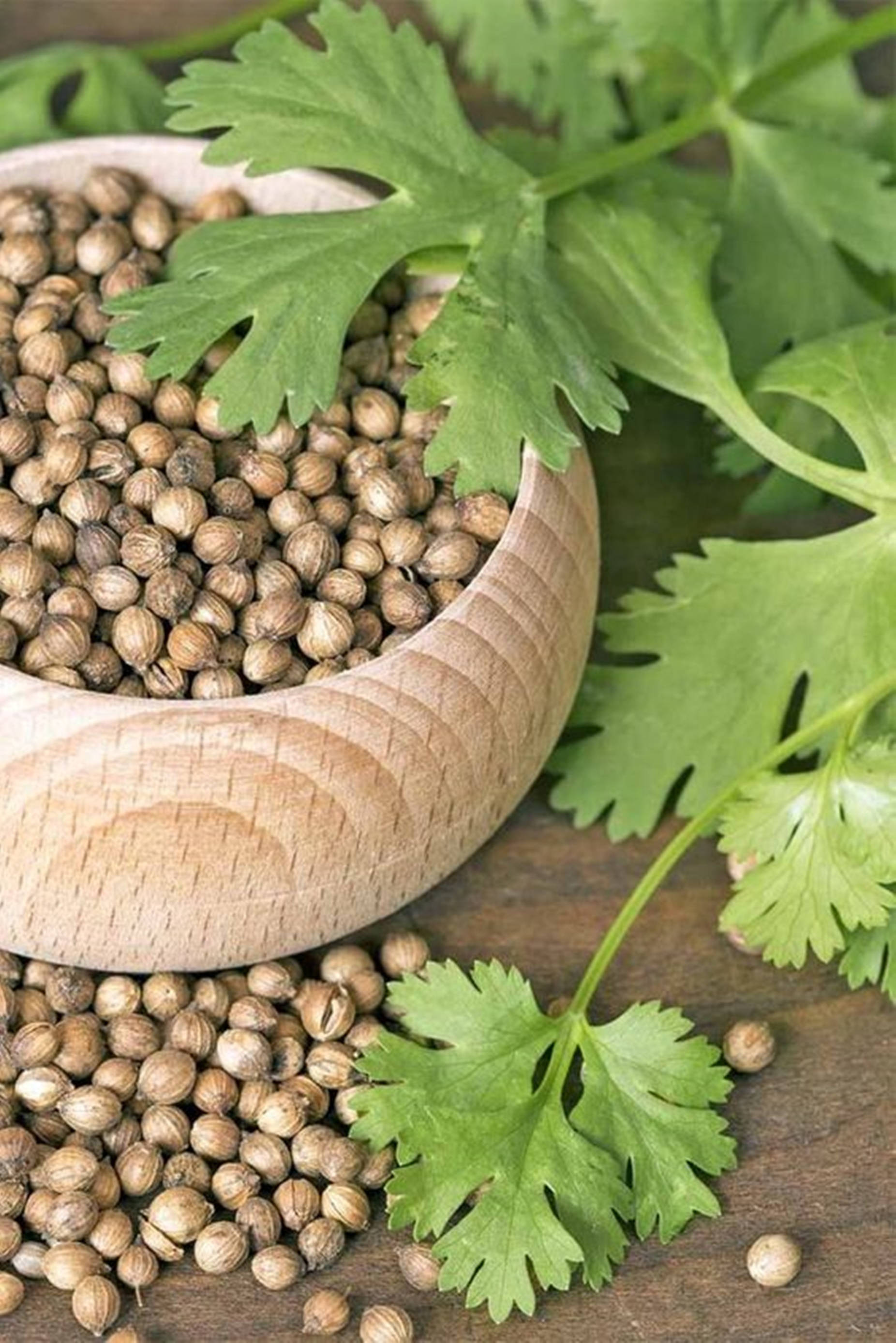 Coriander 桌布 壁紙 — 新鮮芫荽葉和芫荽籽從木碗中溢出，落在質樸的木質表面上。