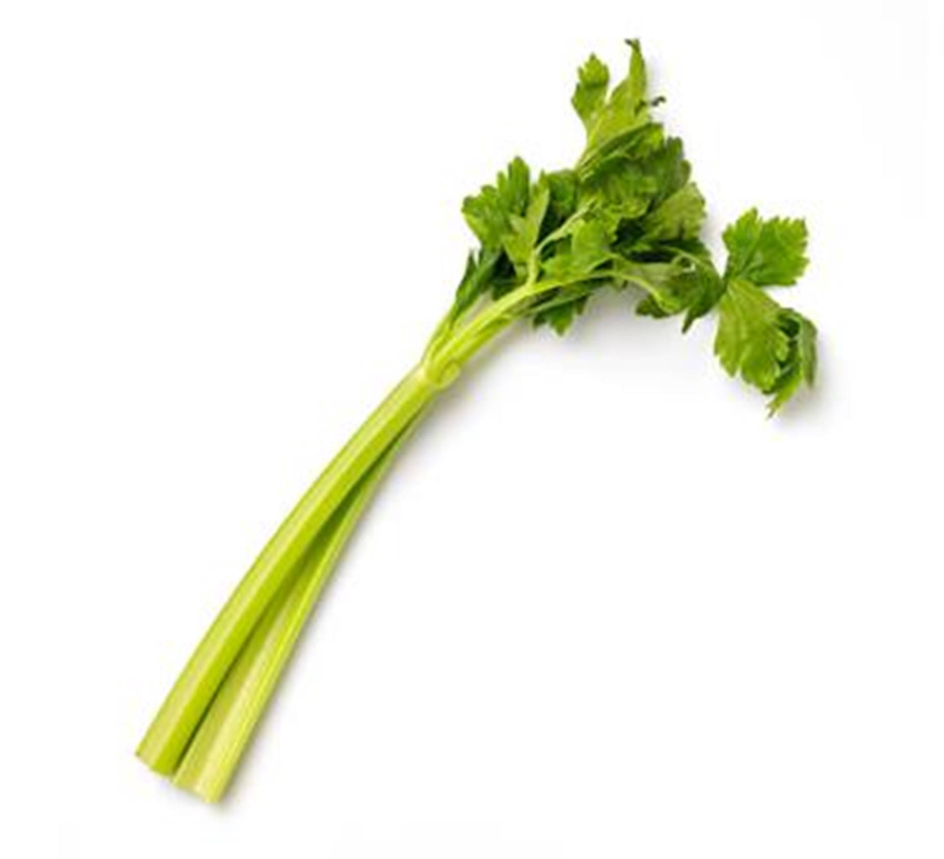 Green Leaves 桌布 壁紙 — 新鮮芹菜莖，帶有鮮綠色葉子，襯以潔白背景。