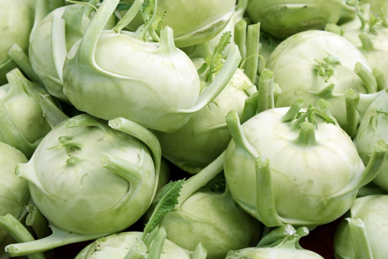 Healthy Food 桌布 壁紙 — 新鮮苤藍的特寫，淡綠色球莖和帶葉的莖堆疊在一起。
