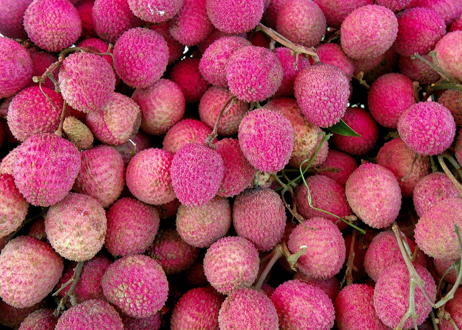 Litchi 桌布 壁紙 — 新鮮荔枝的鮮豔特寫，帶有紋理的粉紅色果皮和綠色莖堆疊在一起。