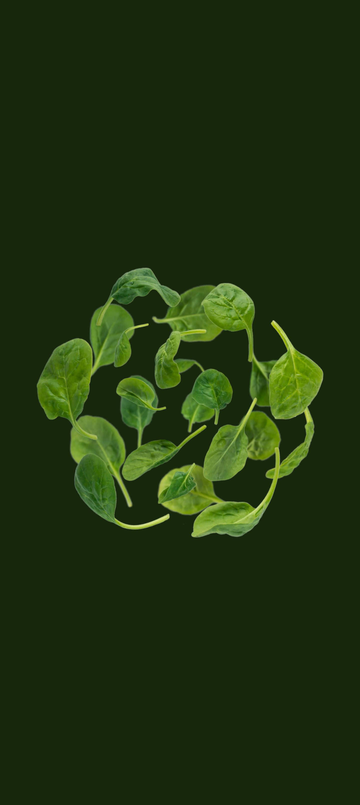 1440x3216 桌布 壁紙 — 新鮮菠菜葉以圓形圖案排列在深綠色背景上。