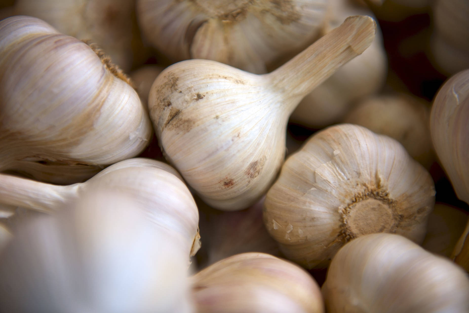 Garlic 桌布 壁紙 — 新鮮蒜頭的近距離特寫，帶有紙狀白色外皮和泥土般的棕色斑點，柔焦效果。
