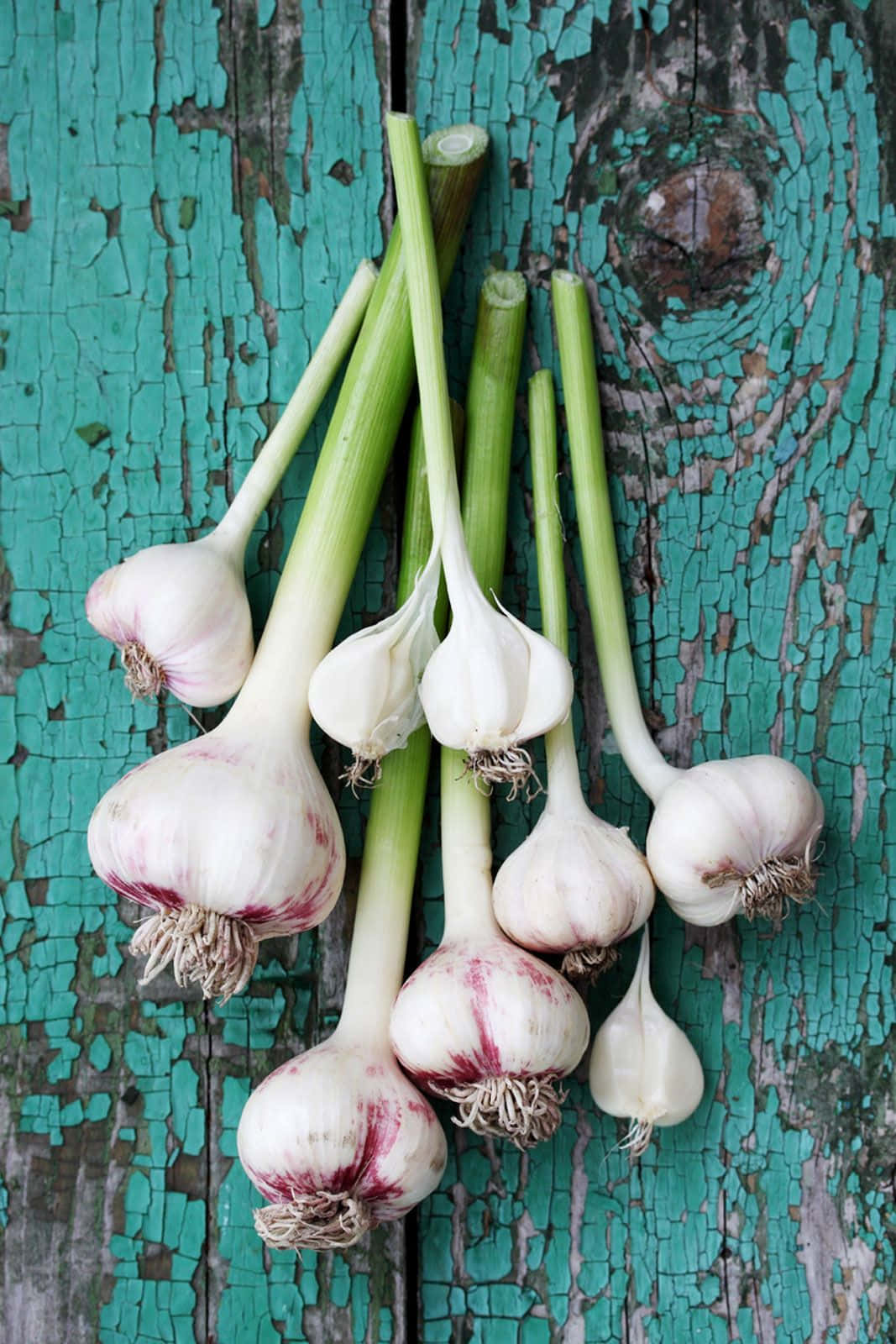 Garlic Plant 桌布 壁紙 — 新鮮蒜頭連綠色莖部，放在一塊油漆剝落、經風化的青綠色木質表面上。
