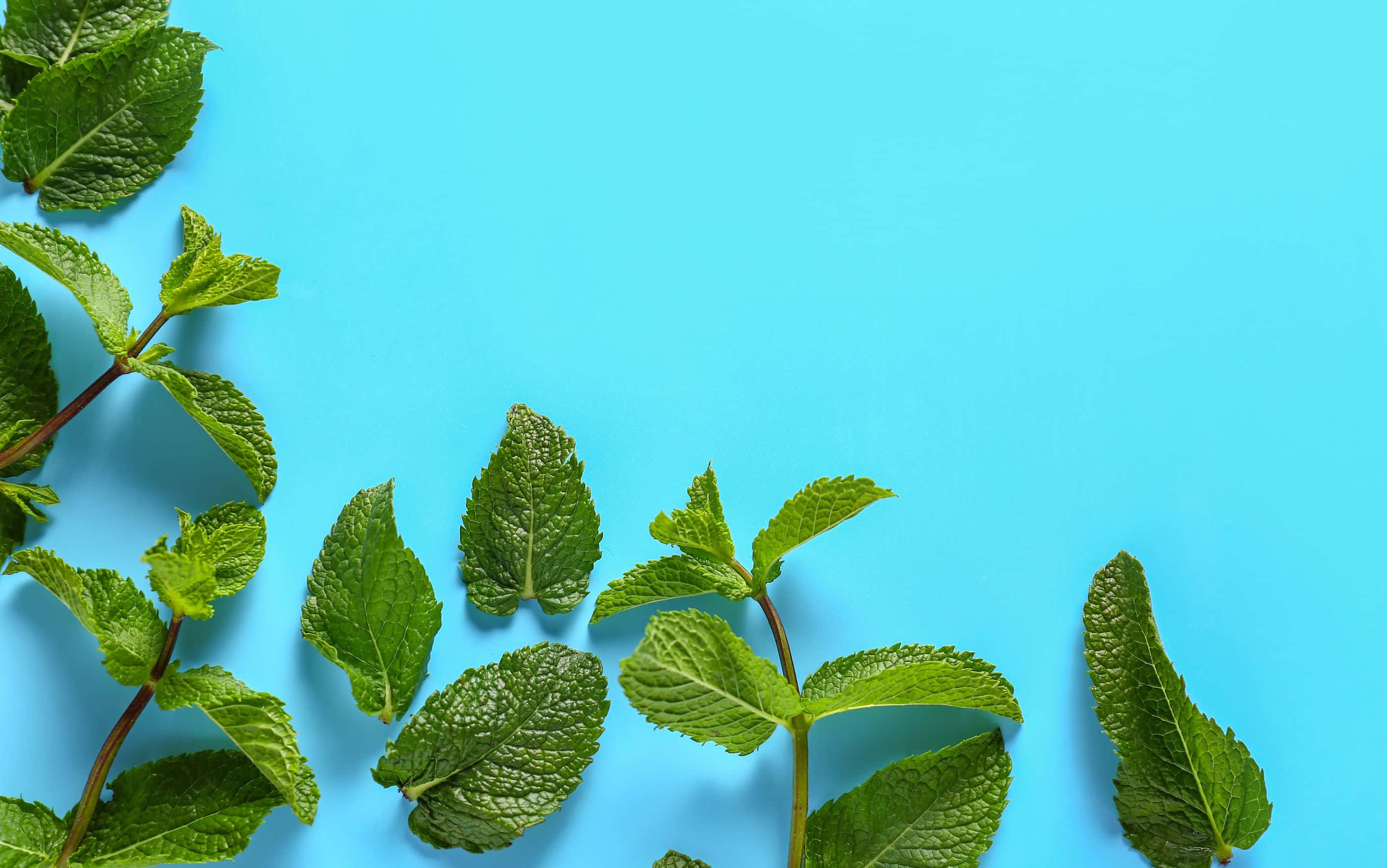 2800x1752 桌布 壁紙 — 新鮮薄荷葉以對角線圖案排列在充滿活力的藍色背景上。