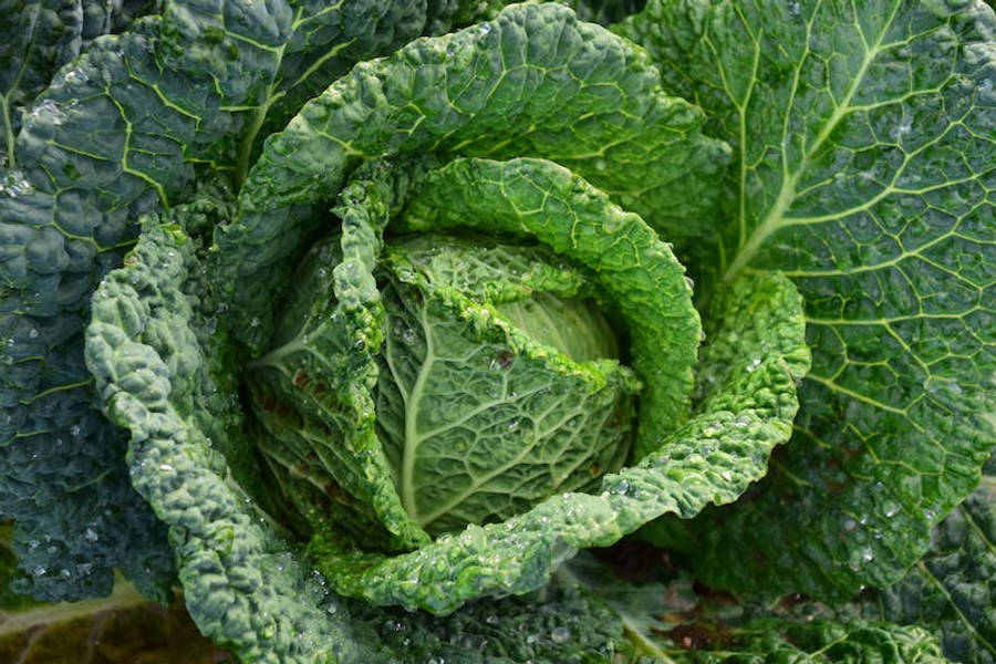Vegetables 桌布 壁紙 — 新鮮薩沃伊高麗菜的特寫，露珠在其深皺的綠葉上閃閃發光。
