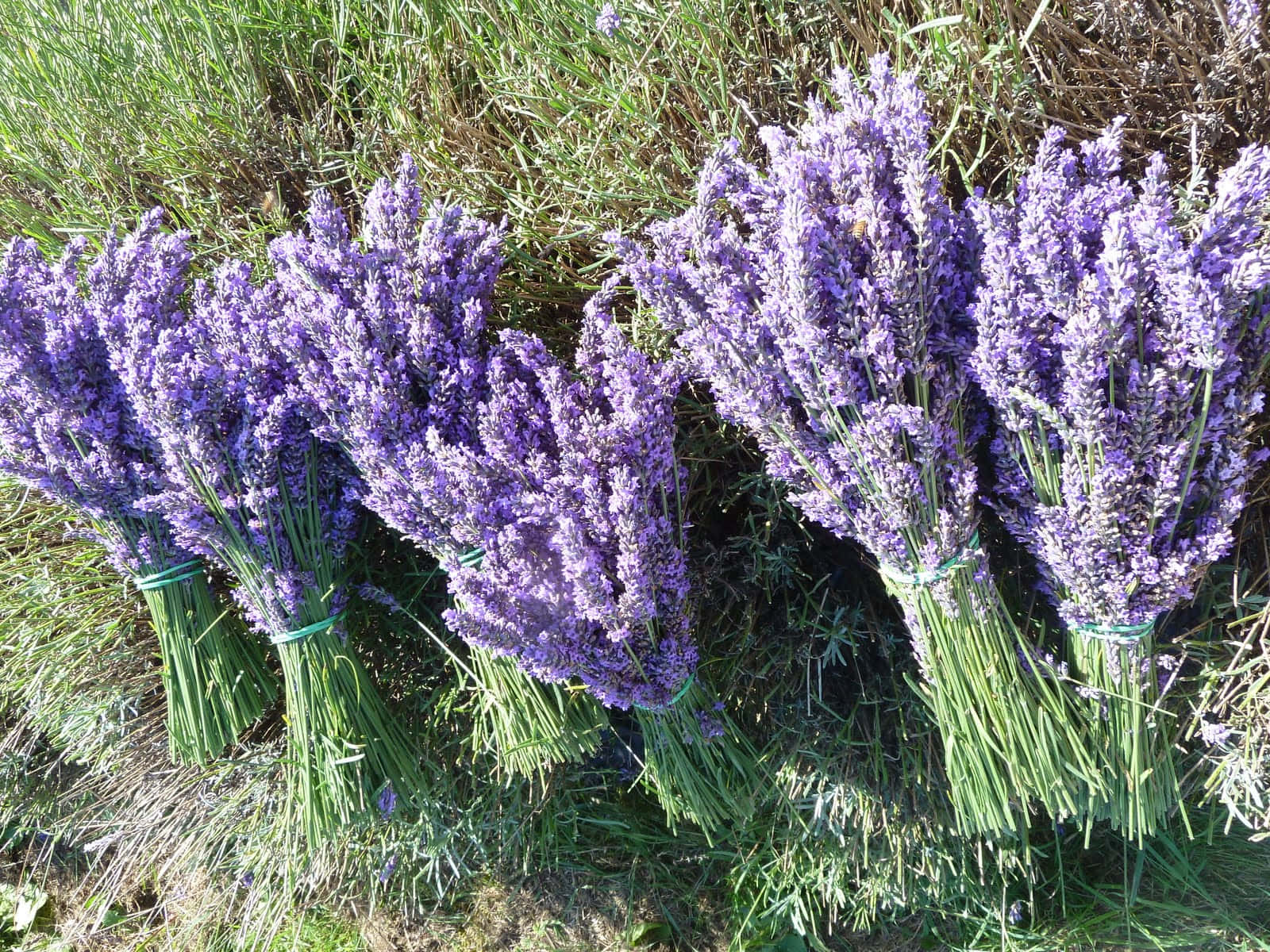 Lavender Blue 桌布 壁紙 — 新鮮薰衣草束，帶有紫色花朵和綠色莖，在明亮的陽光下躺在草地上。