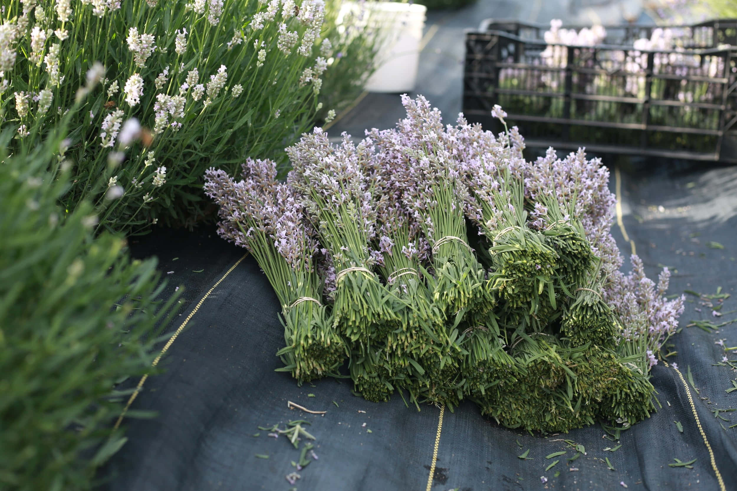 Lavender 桌布 壁紙 — 新鮮薰衣草束用麻繩綁好，放在黑色布料上，旁邊是陽光花園中一排排盛開的薰衣草植物。