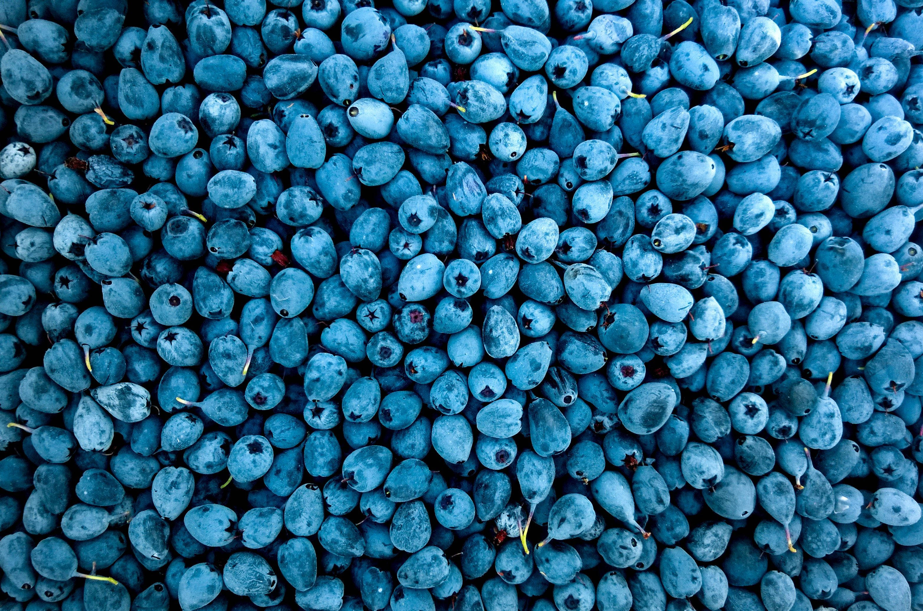Blueberry 桌布 壁紙 — 新鮮藍莓的密集特寫，帶有灰藍色果皮和細小的黃色莖。