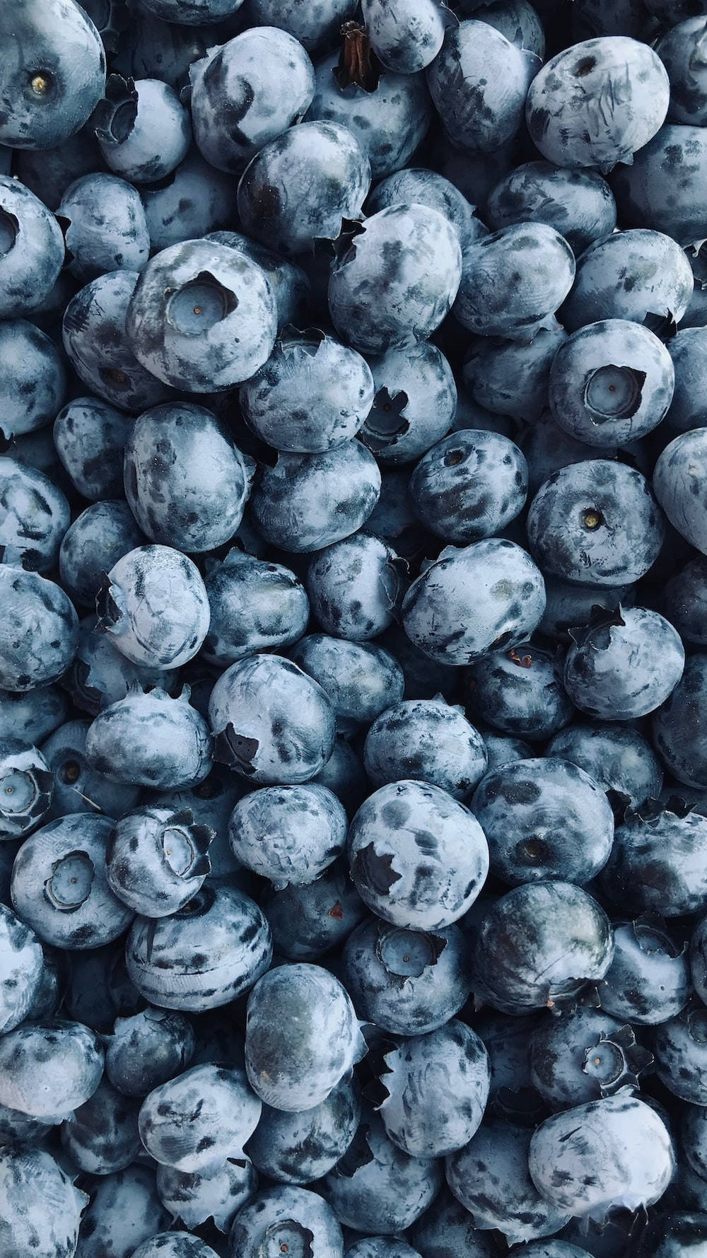 Berry 桌布 壁紙 — 新鮮藍莓的特寫，帶有灰白色果粉和小莖，以冷藍色調捕捉。