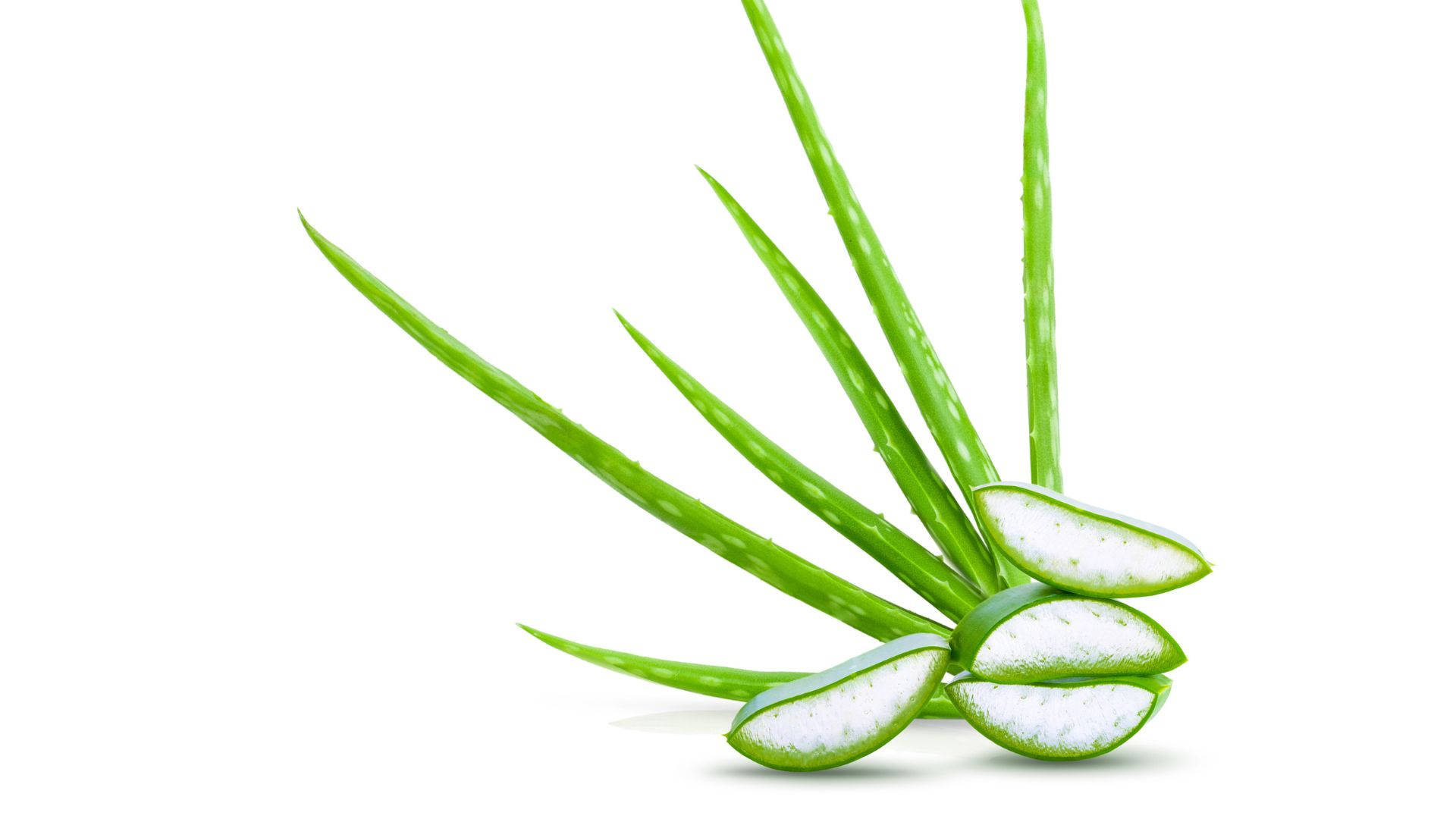 Plant 桌布 壁紙 — 新鮮蘆薈葉片，半透明凝膠暴露在純白背景上。