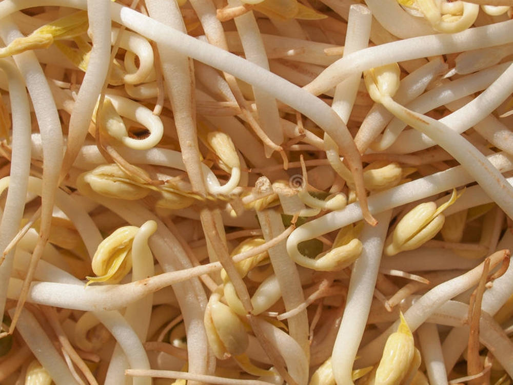 beans 桌布 壁紙 — 新鮮豆芽的特寫，白色莖部與黃色頂端在明亮陽光下。