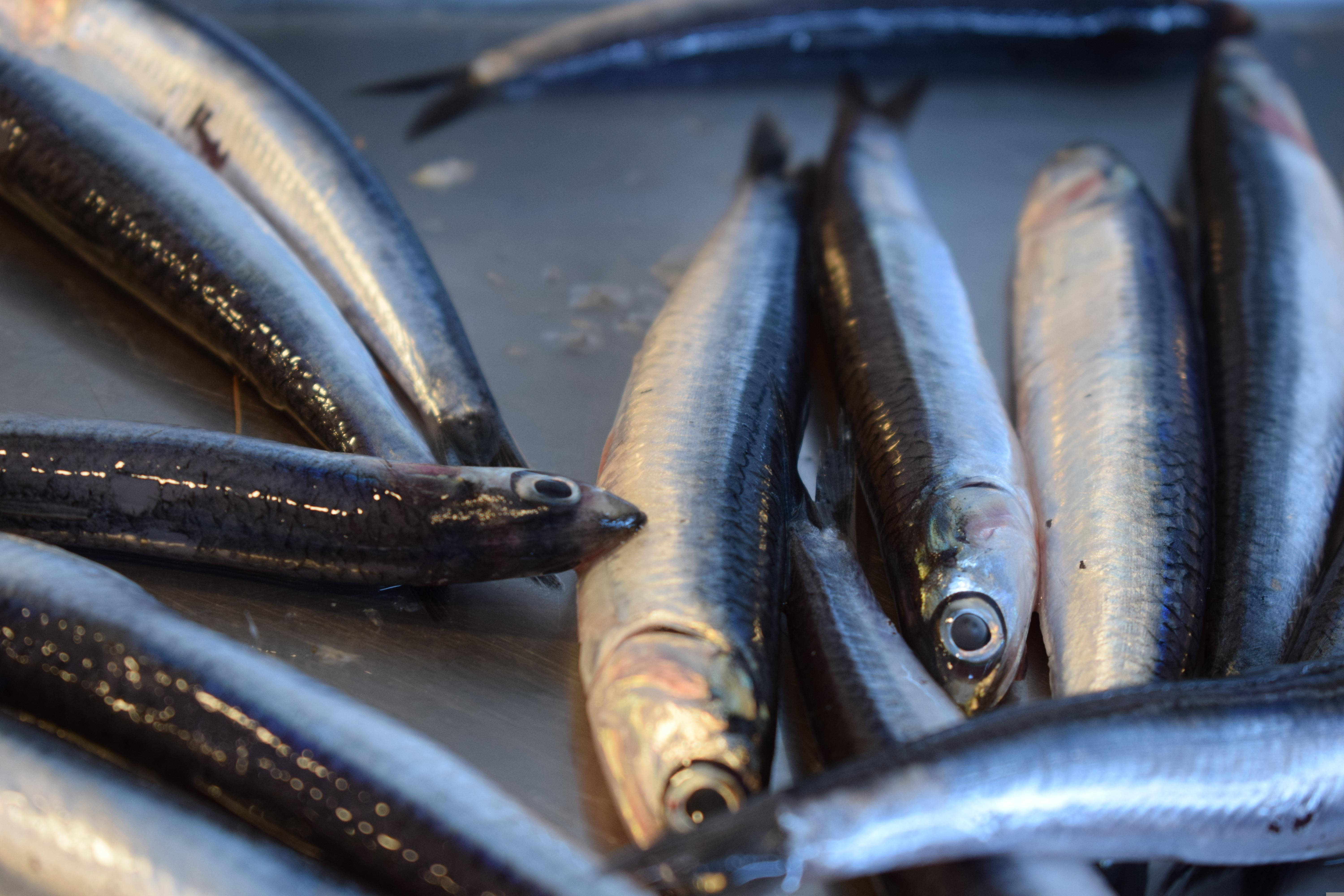 魚 桌布 壁紙 — 新鮮銀色沙丁魚在金屬表面上閃爍著水分的特寫照片。