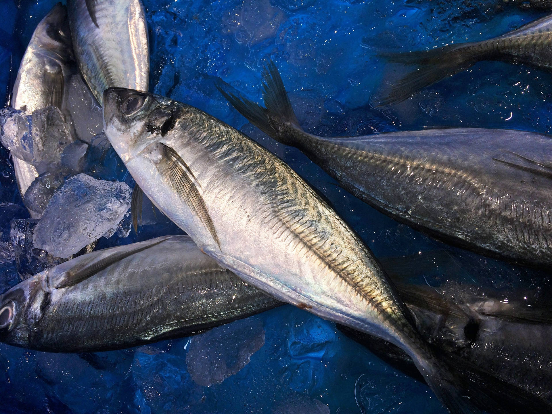海鮮市場中藍色冰上的新鮮鯖魚。 — 釣魚 GIF 壁紙