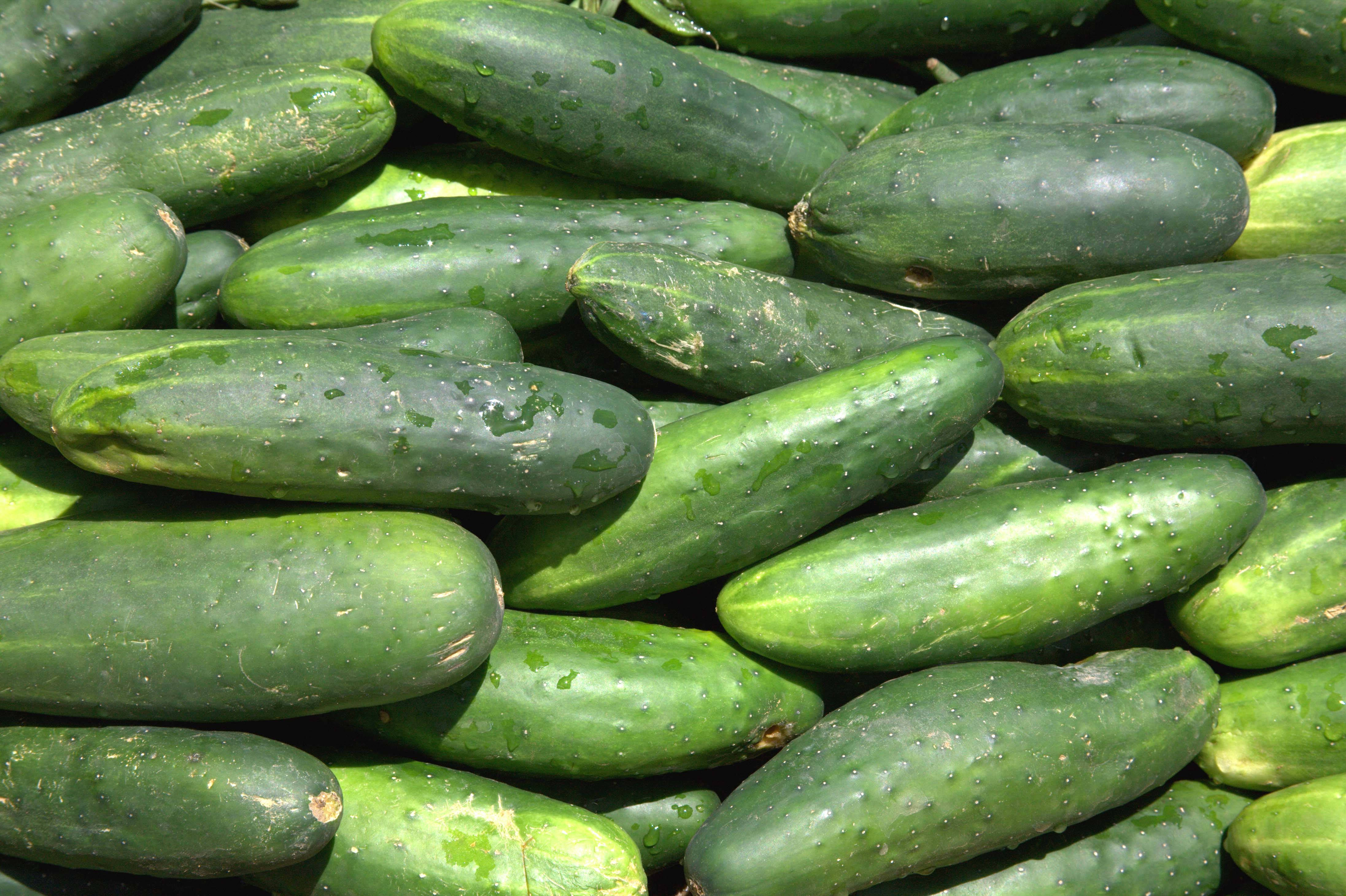 cucumber 桌布 壁紙 — 新鮮青瓜的特寫，閃爍著水滴，堆疊在一起。