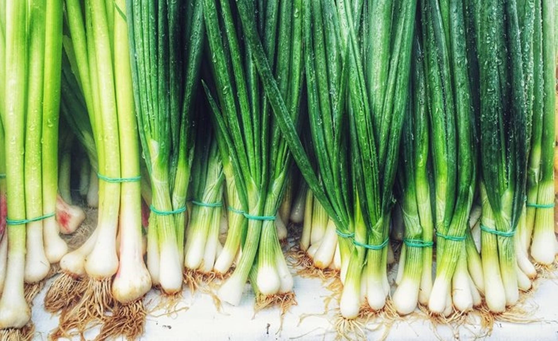 Healthy Food 桌布 壁紙 — 新鮮青蔥用綠色繩子捆綁，在白色表面上閃爍著露珠。