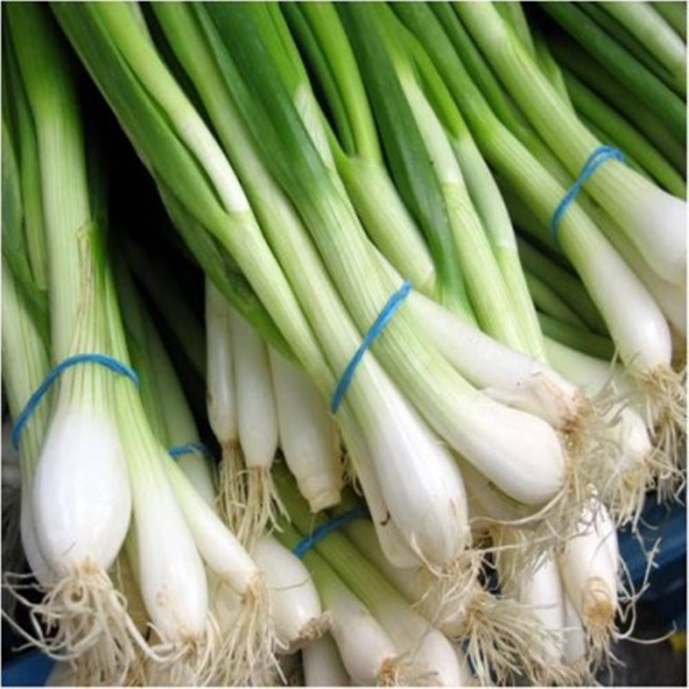 Vegetables 桌布 壁紙 — 新鮮青蔥用藍色橡皮筋捆紮，展現爽脆的白色蔥頭和鮮綠的蔥葉。