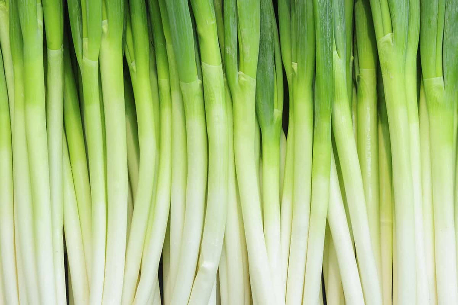 Healthy Food 桌布 壁紙 — 新鮮青蔥的特寫，白色脆莖和鮮綠色頂部緊密排列在一起。