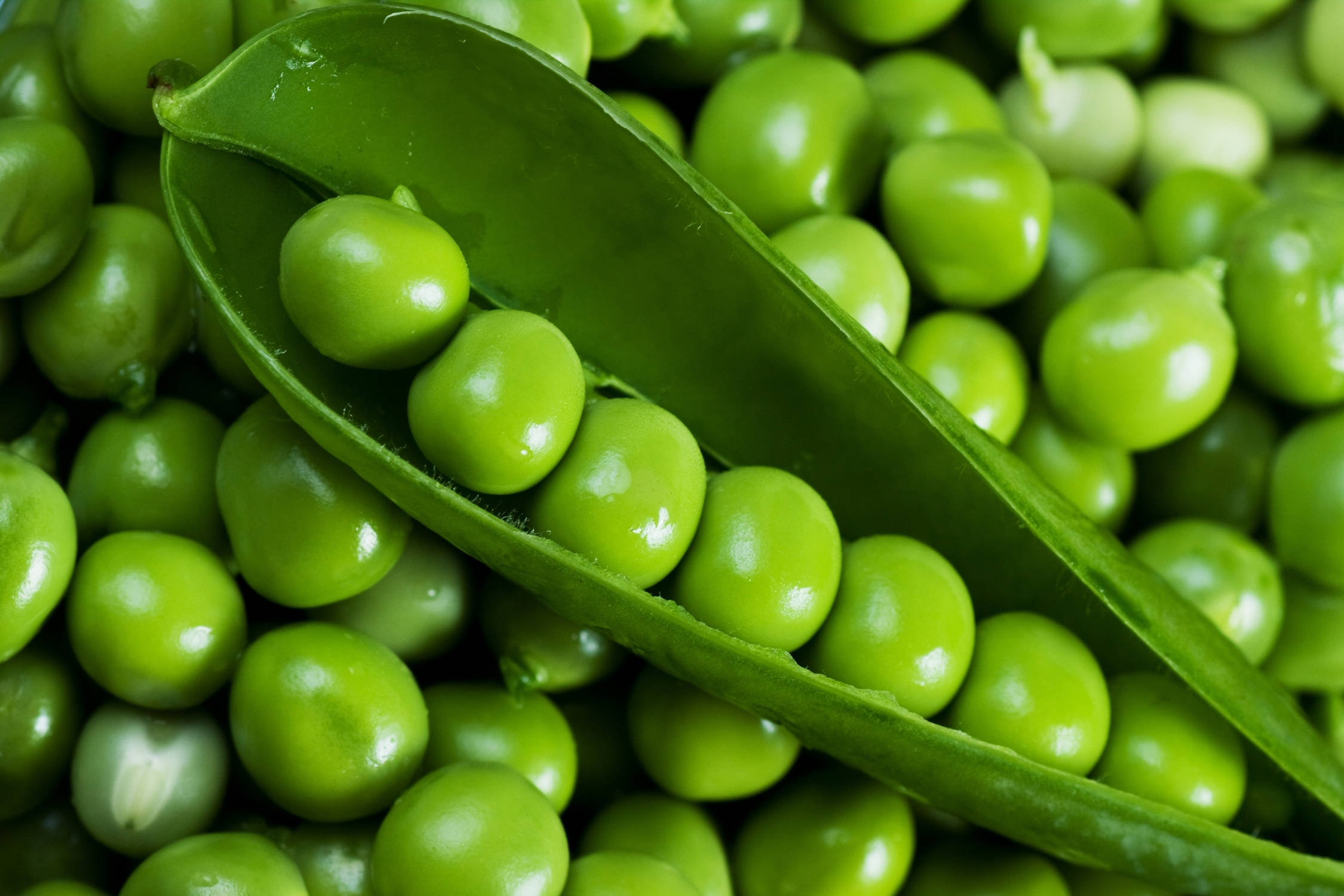 Healthy Food 桌布 壁紙 — 新鮮青豆從裂開的豆莢中灑出的特寫，周圍環繞著一片充滿活力的圓形青豆。