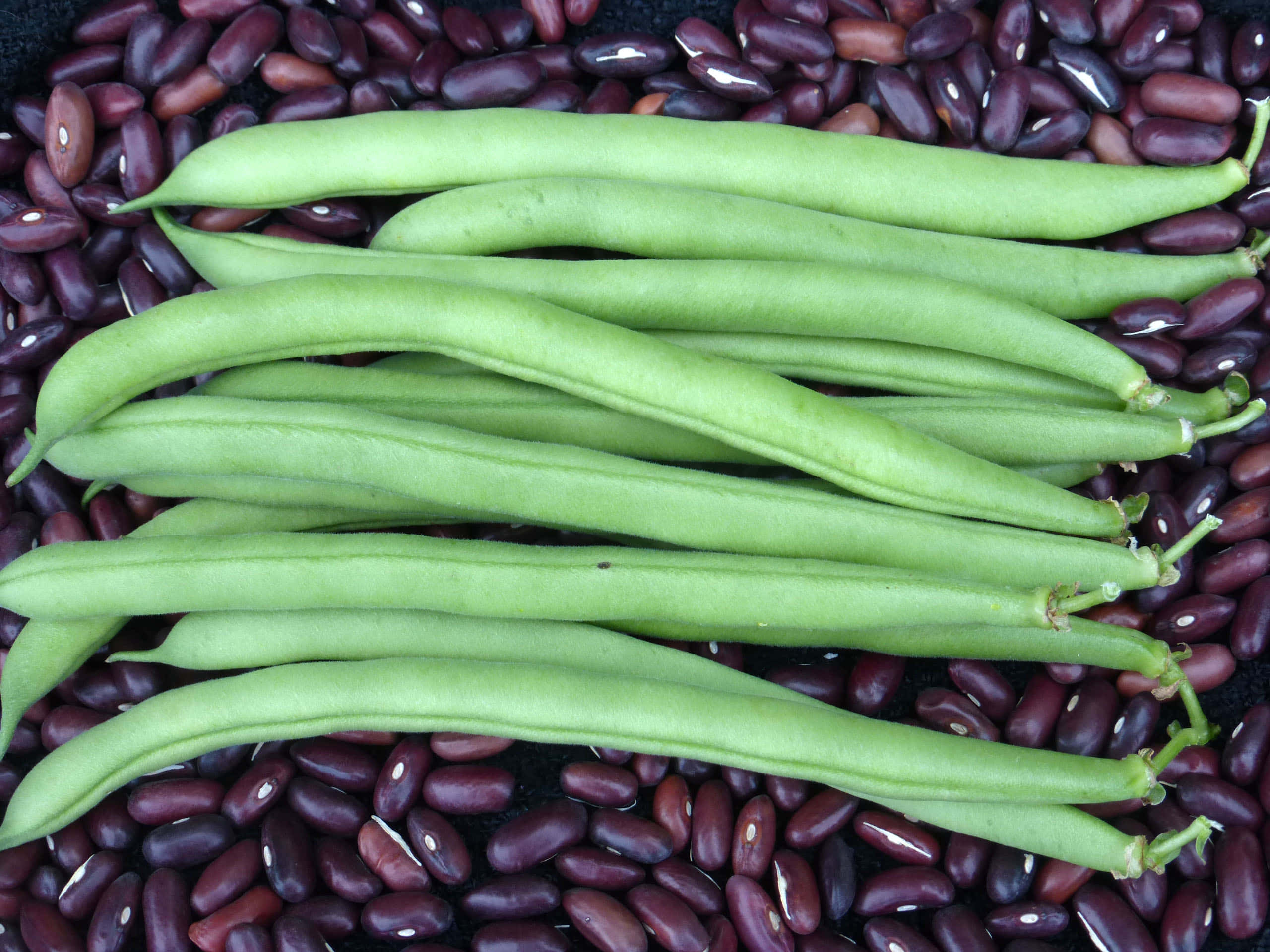 beans 桌布 壁紙 — 新鮮青豆放在深紅腰豆床上的特寫照片。