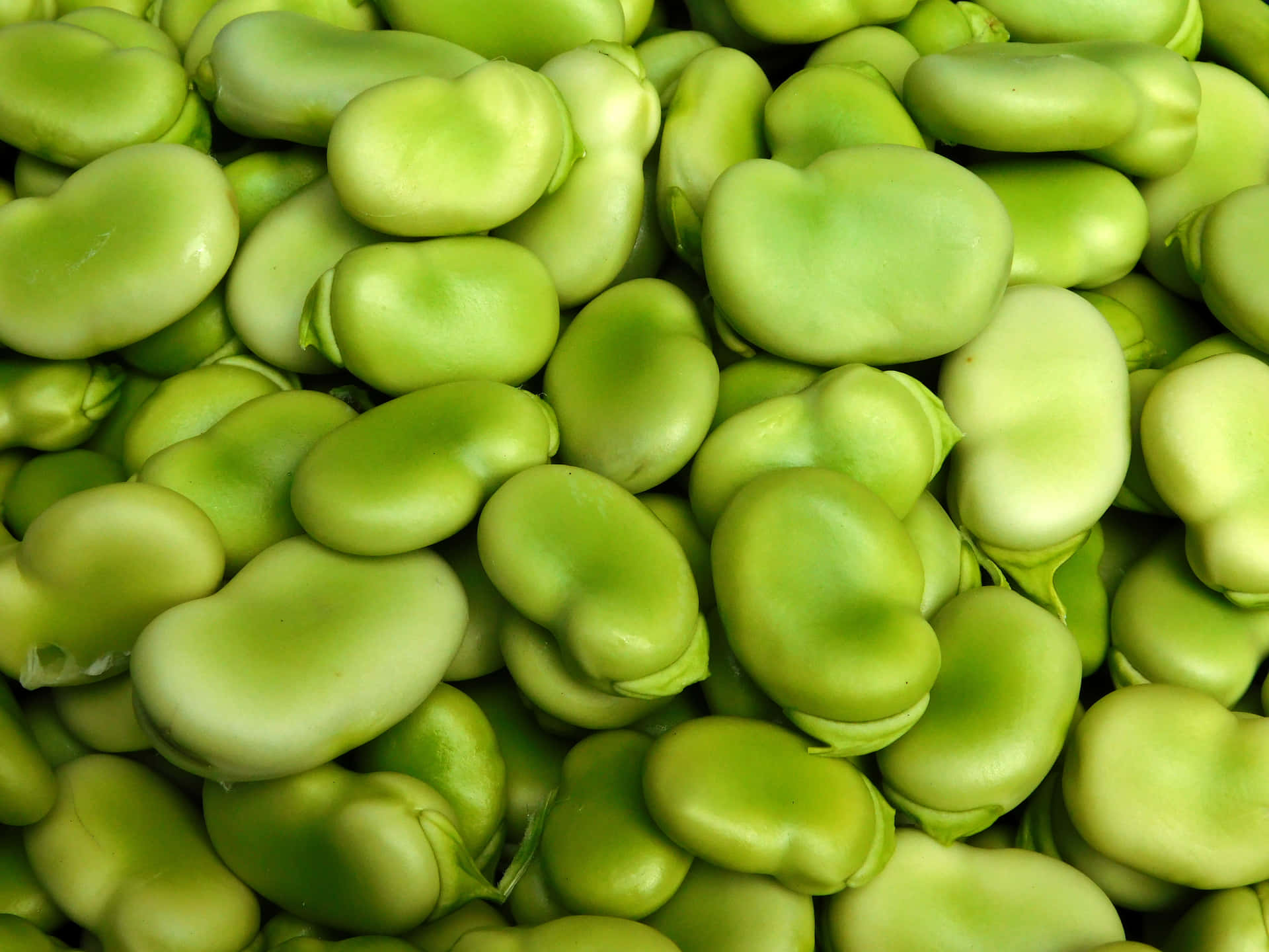 Green beans 壁紙 — 新鮮飽滿的綠色蠶豆緊密堆疊在一起，表面光滑有光澤的特寫。