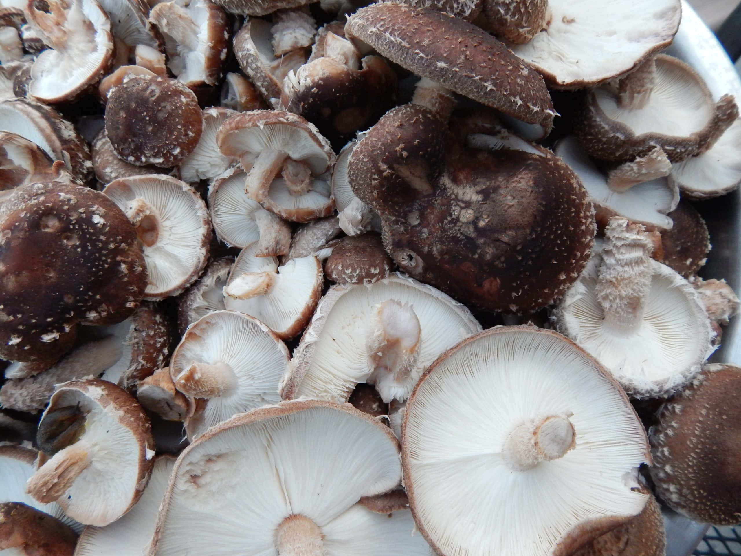 Mushroom Identification 桌布 壁紙 — 新鮮香菇的近距離特寫，棕色菌蓋和白色菌褶堆疊在碗中。
