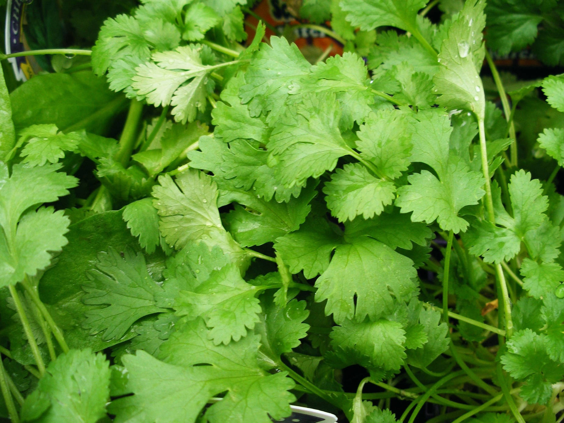 Coriander 桌布 壁紙 — 新鮮香菜葉在充滿活力的綠色簇中閃爍著露珠。