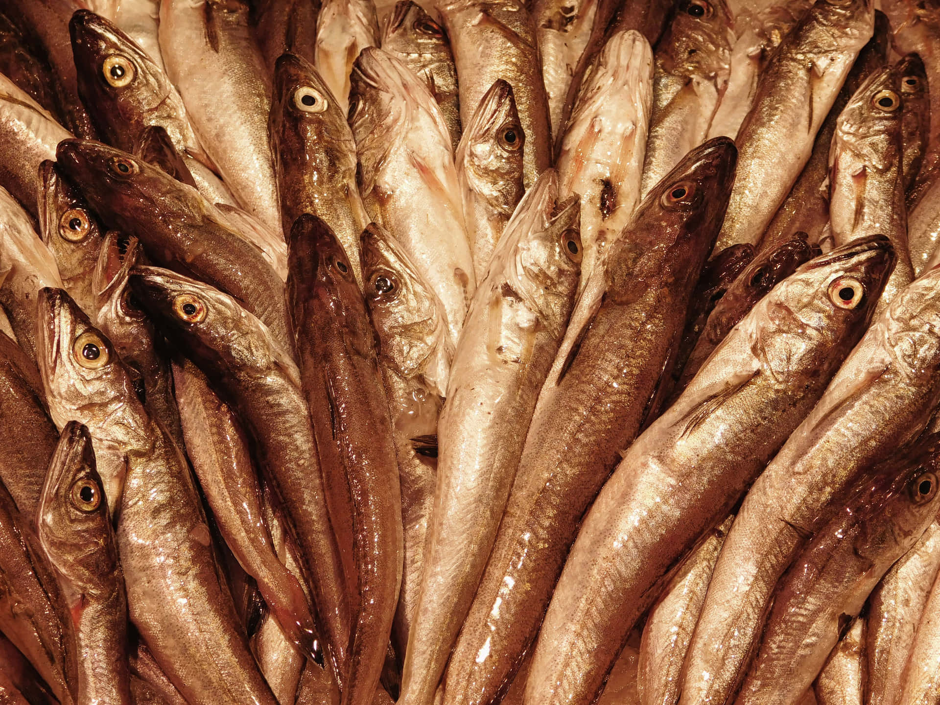 Fish 壁紙 — 新鮮魚類緊密堆疊的特寫，魚鱗閃閃發光，眼睛圓睜。