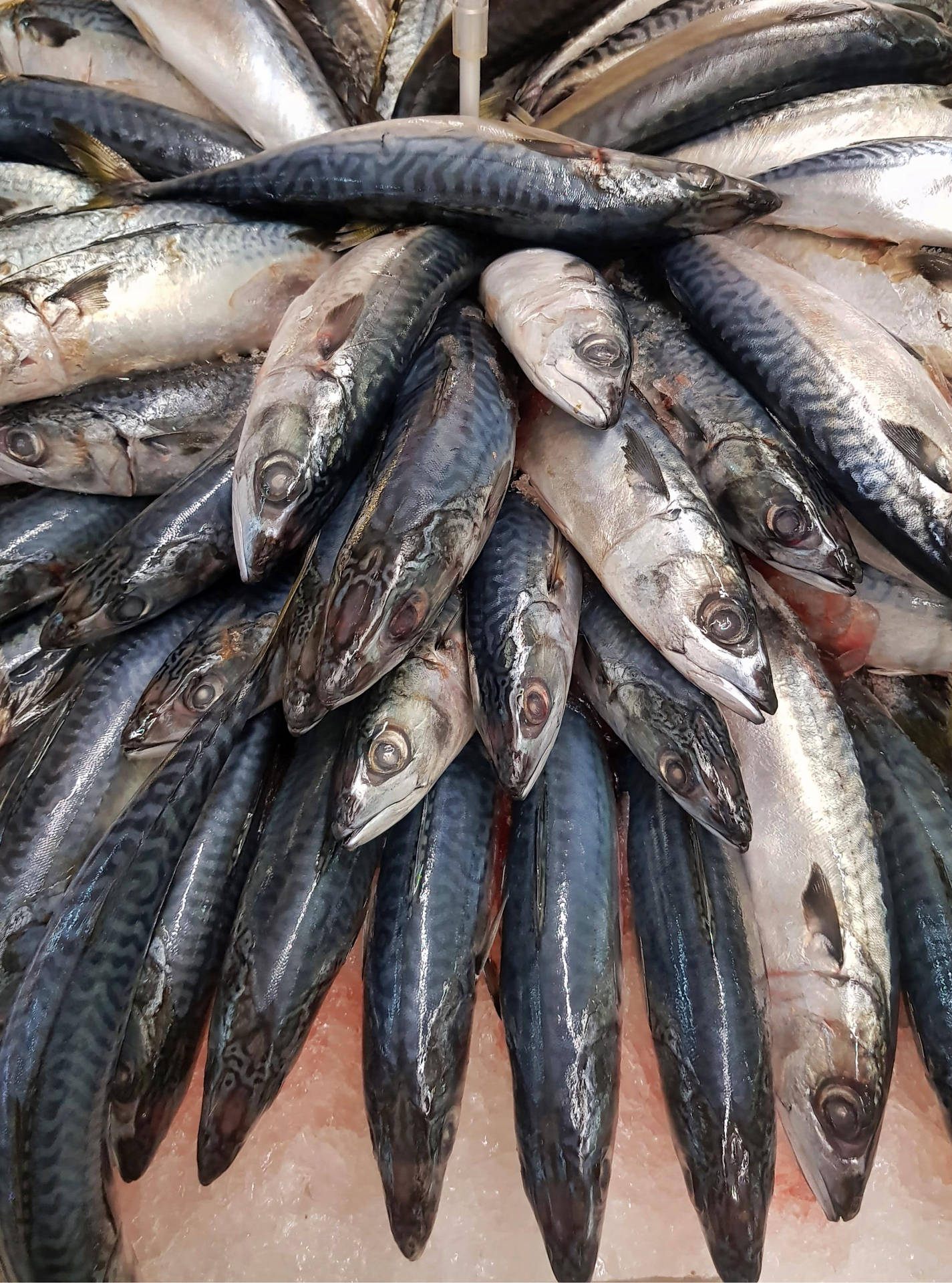 魚 桌布 壁紙 — 新鮮鯖魚在海鮮市場攤位的冰上以圓形展示排列。
