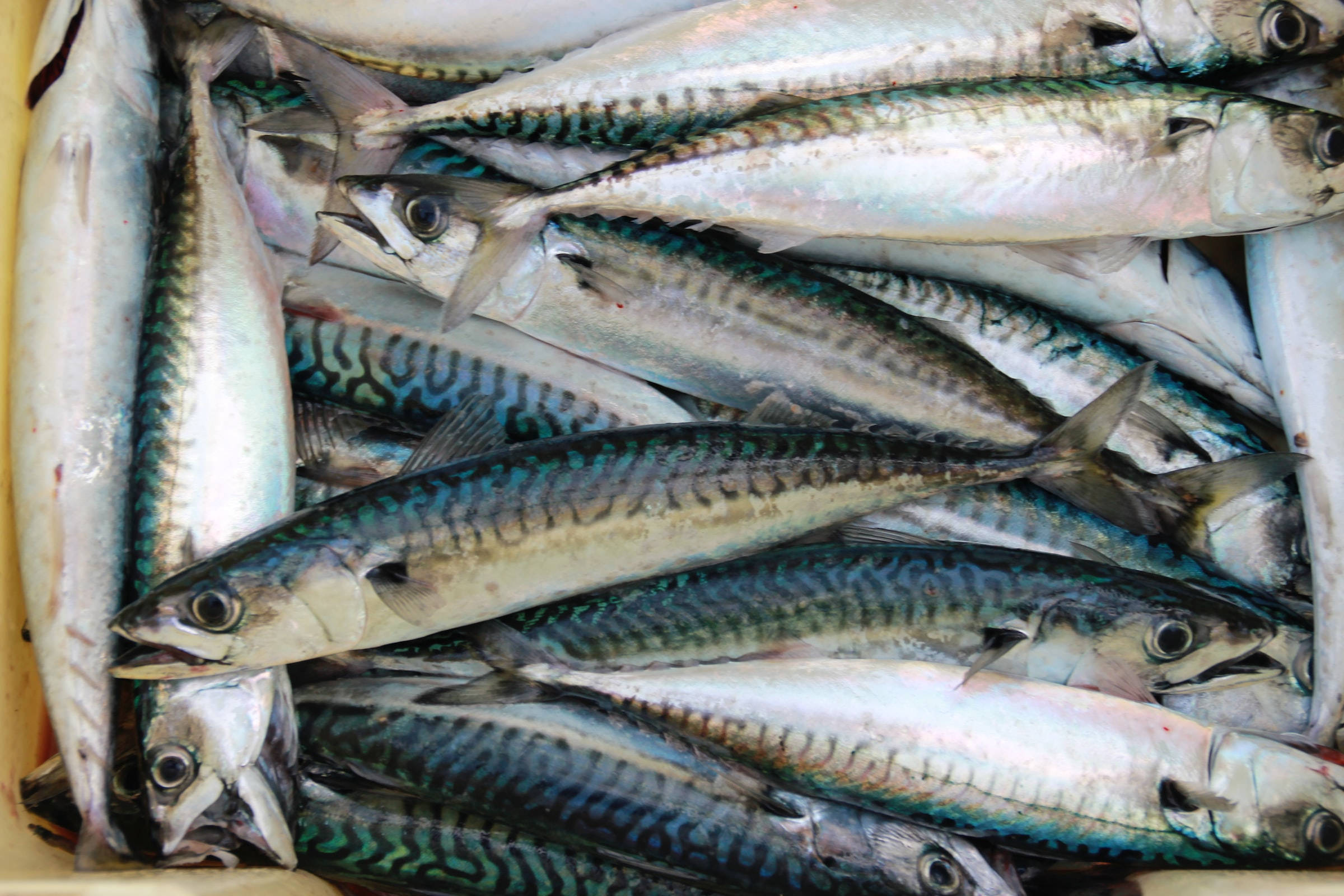 魚 桌布 壁紙 — 新鮮鯖魚堆放在黃色容器中，呈現銀色鱗片和深藍色條紋。