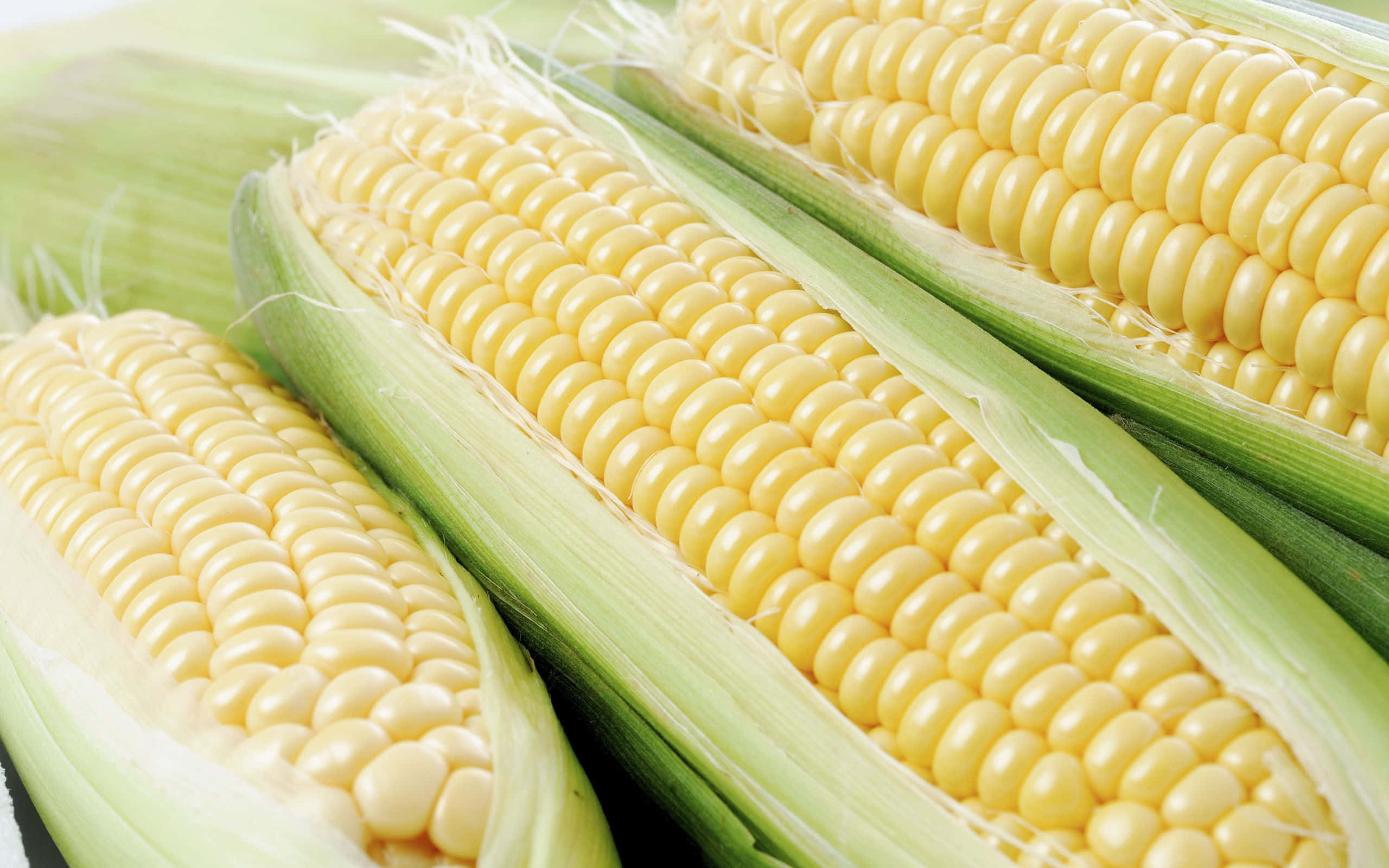 Yellow Corn 桌布 壁紙 — 新鮮黃色玉米棒的近距離特寫，綠色外皮被剝開，露出飽滿的玉米粒。