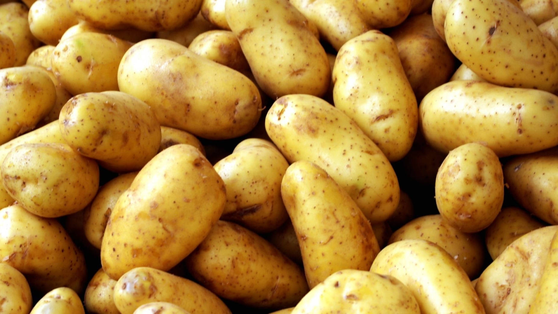 Potato 桌布 壁紙 — 新鮮黃色馬鈴薯帶有泥土斑點，堆積成豐盛一堆的特寫。