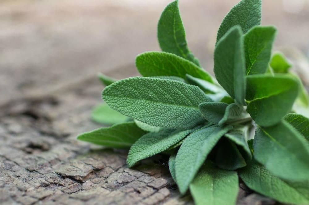 Green Leaves 桌布 壁紙 — 新鮮鼠尾草葉帶有紋理綠色表面，在柔和自然光下放置於風化木質表面上。