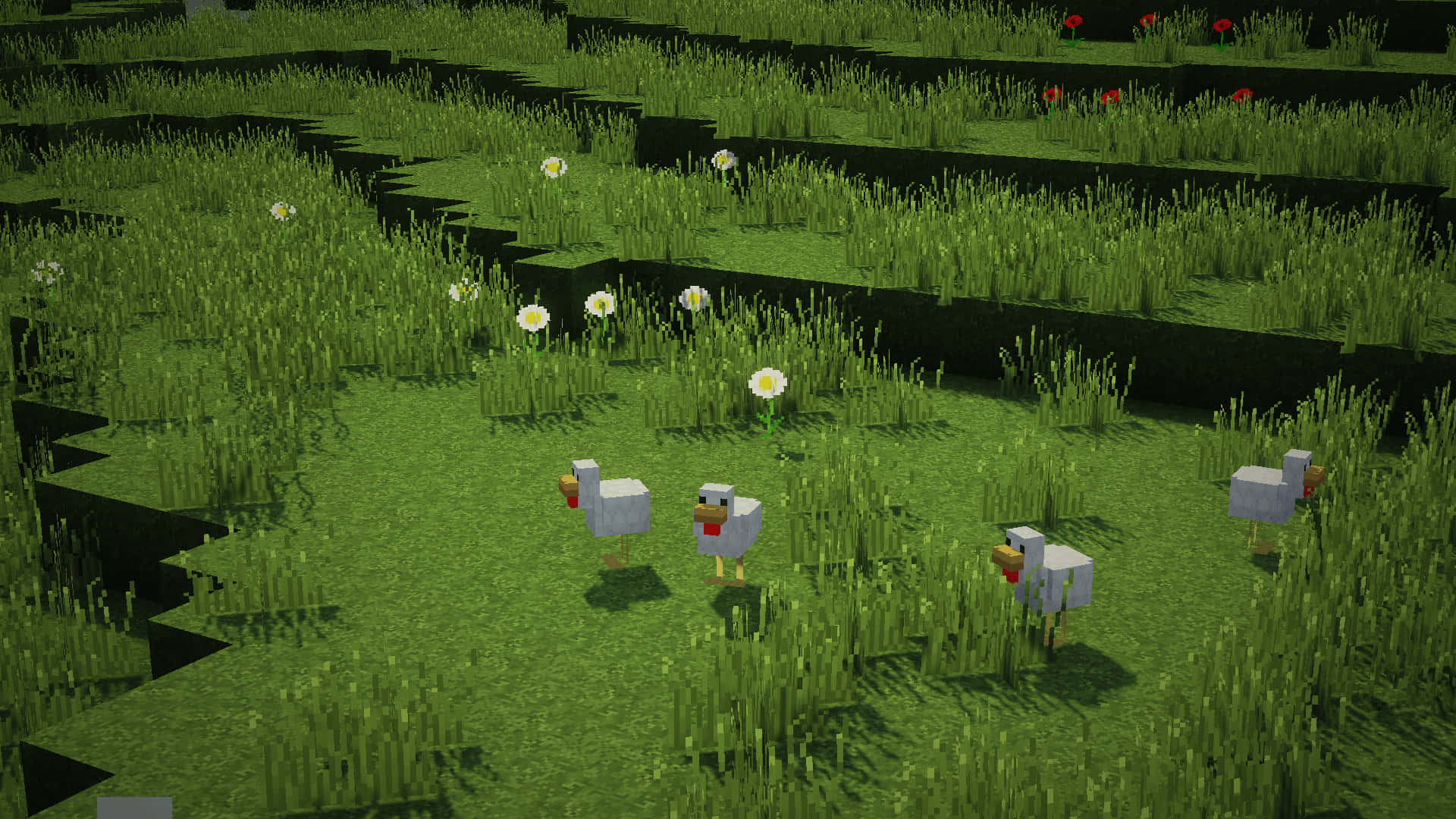 Minecraft Shaders 桌布 壁紙 — 方塊雞在陽光普照下，於點綴著雛菊和紅花的像素化草地上漫步。