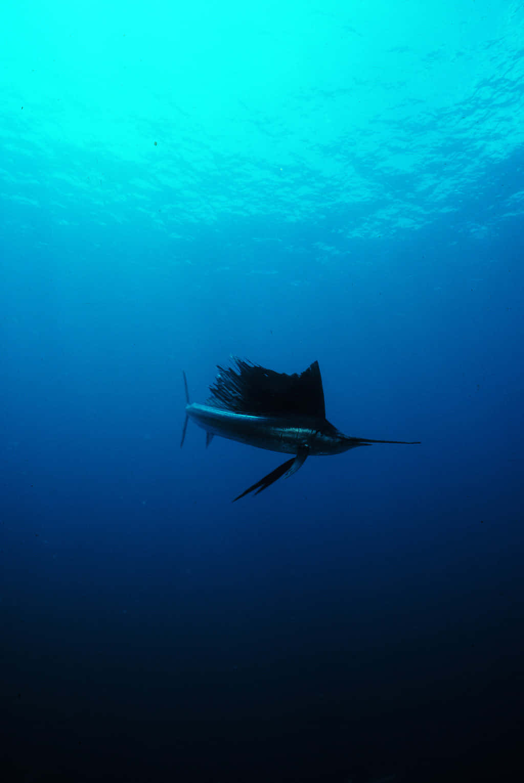 Sailfish 桌布 壁紙 — 旗魚在陽光照耀的海面下優雅地滑過深藍色的海水。