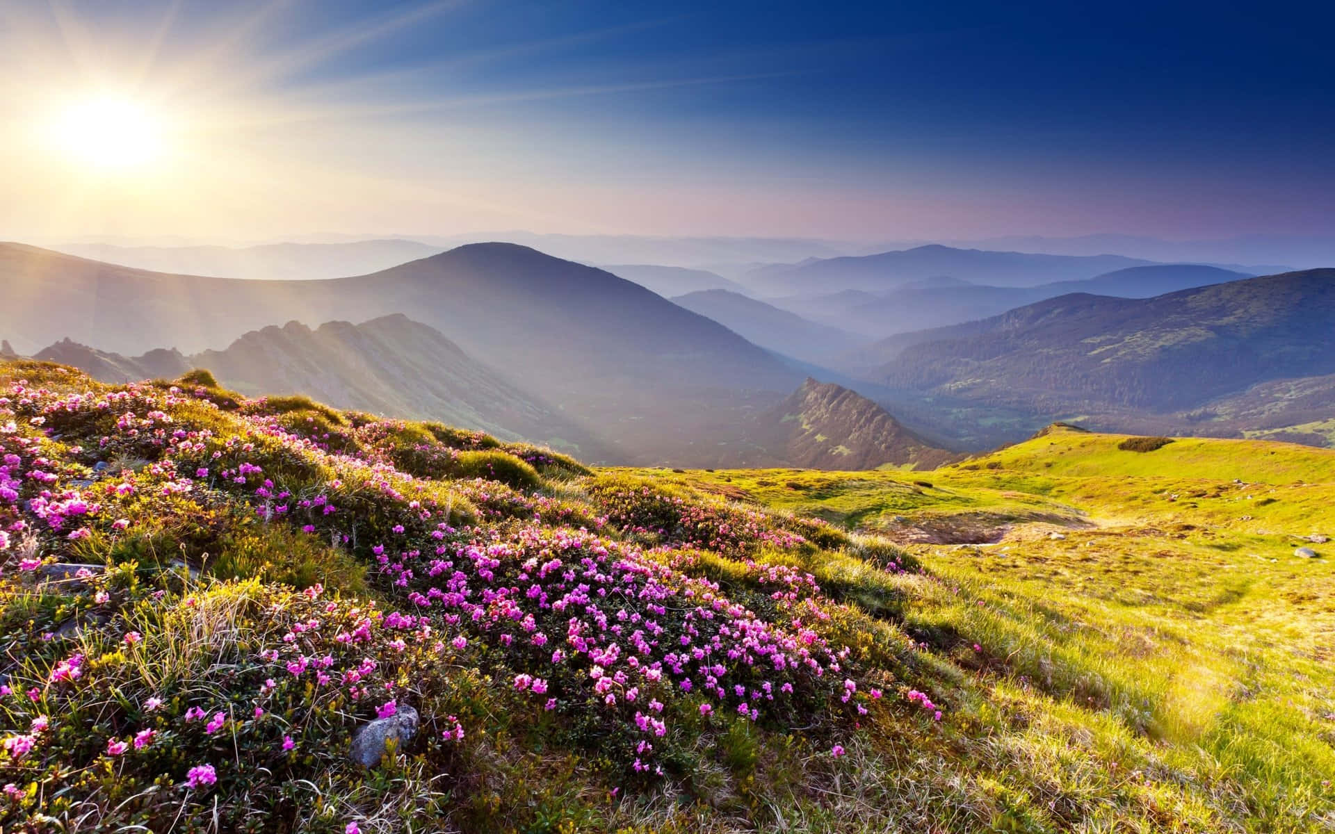 Meadow 桌布 壁紙 — 日出以金色光芒沐浴山脊，而充滿活力的紫色花朵在草坡上盛開。