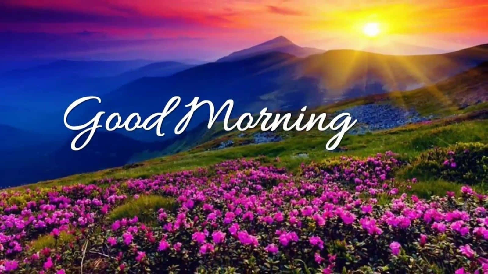 Morning 桌布 壁紙 — 日出以鮮豔色彩描繪山頂和紫色野花，場景上寫著「早安」。