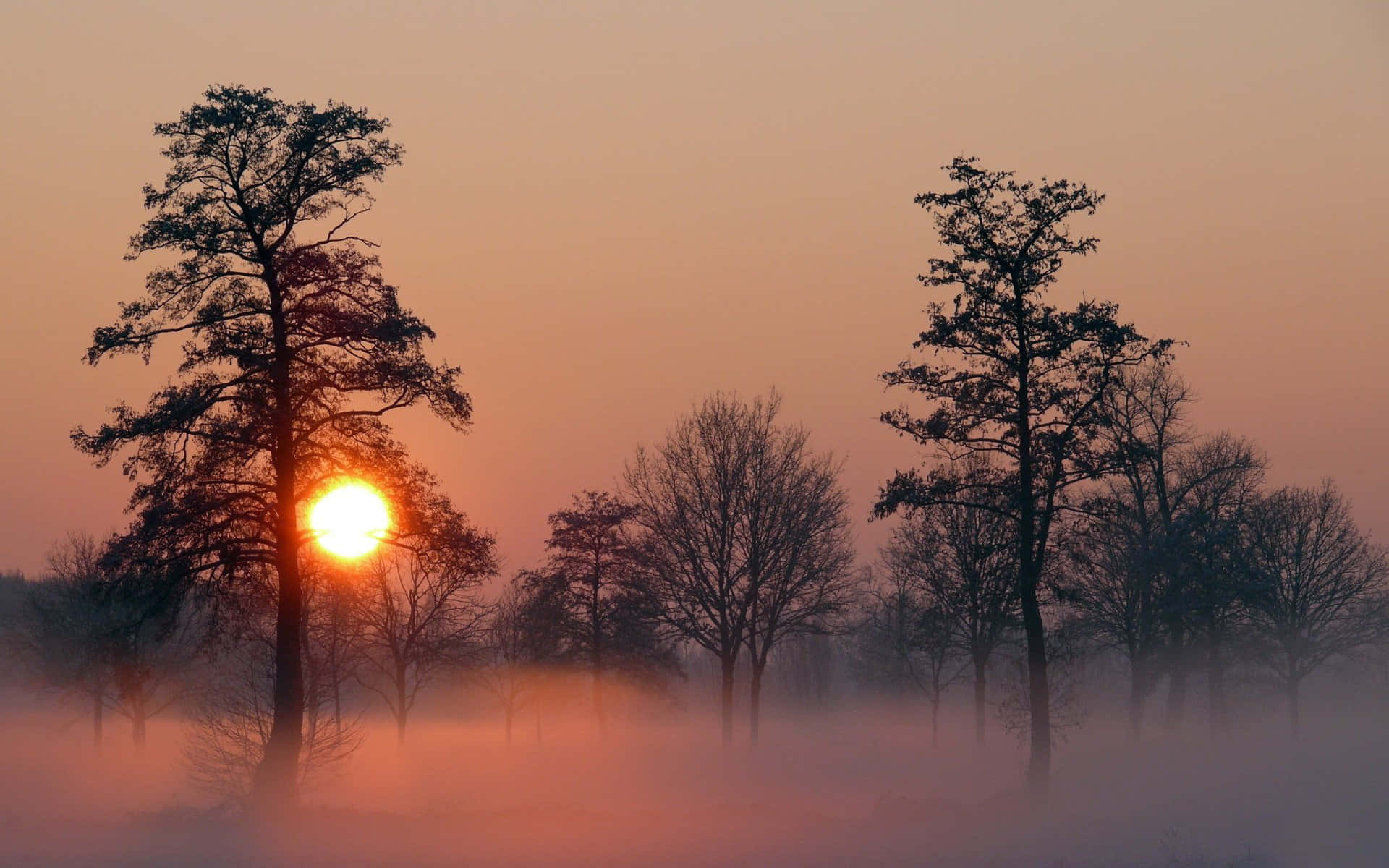 Fog 桌布 壁紙 — 日出在寧靜的森林空地中，透過霧氣瀰漫的晨霧，在光禿禿的樹木後方閃耀。
