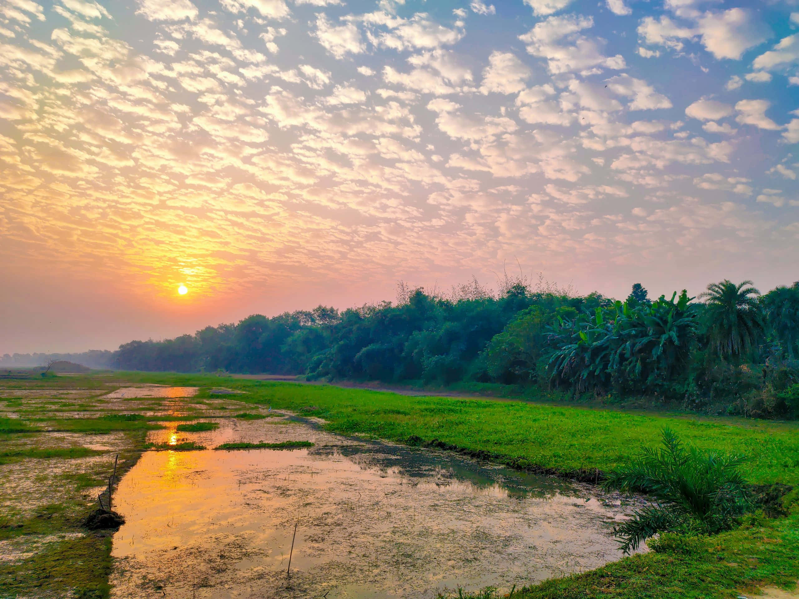 Nature Landscape 桌布 壁紙 — 日出在濕潤的稻田上繪出一條金色小徑，映照出雲朵和樹木的鮮豔綠色和橙色。