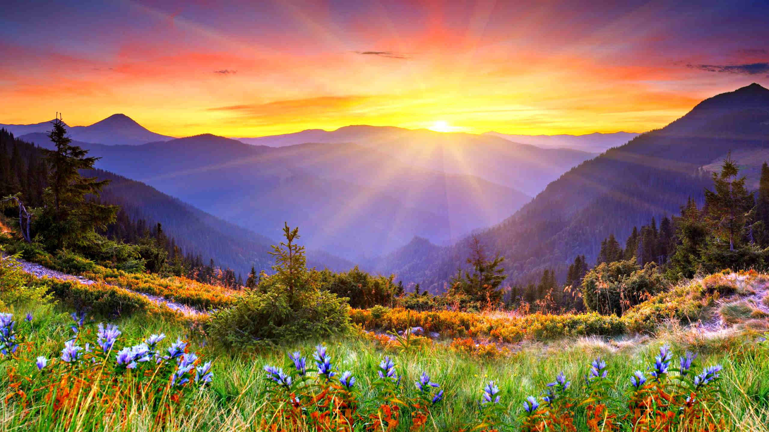 nature good morning 桌布 壁紙 — 日出將山谷染成火熱的橙色和紫色，前景的草地上野花盛開。