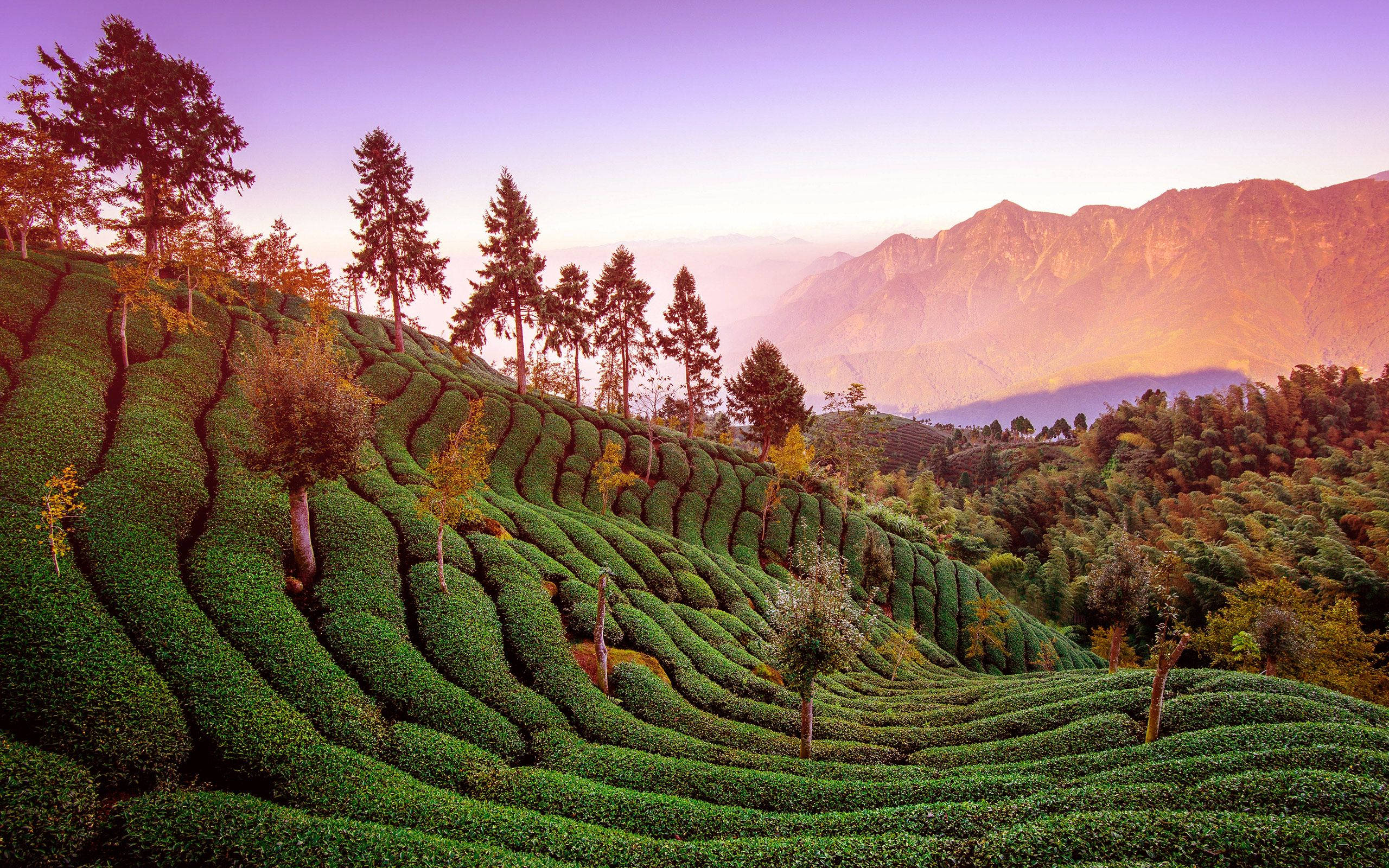 tea 桌布 壁紙 — 日出時分，茶園梯田沿著山坡層層疊疊，遠處有霧氣繚繞的山峰。