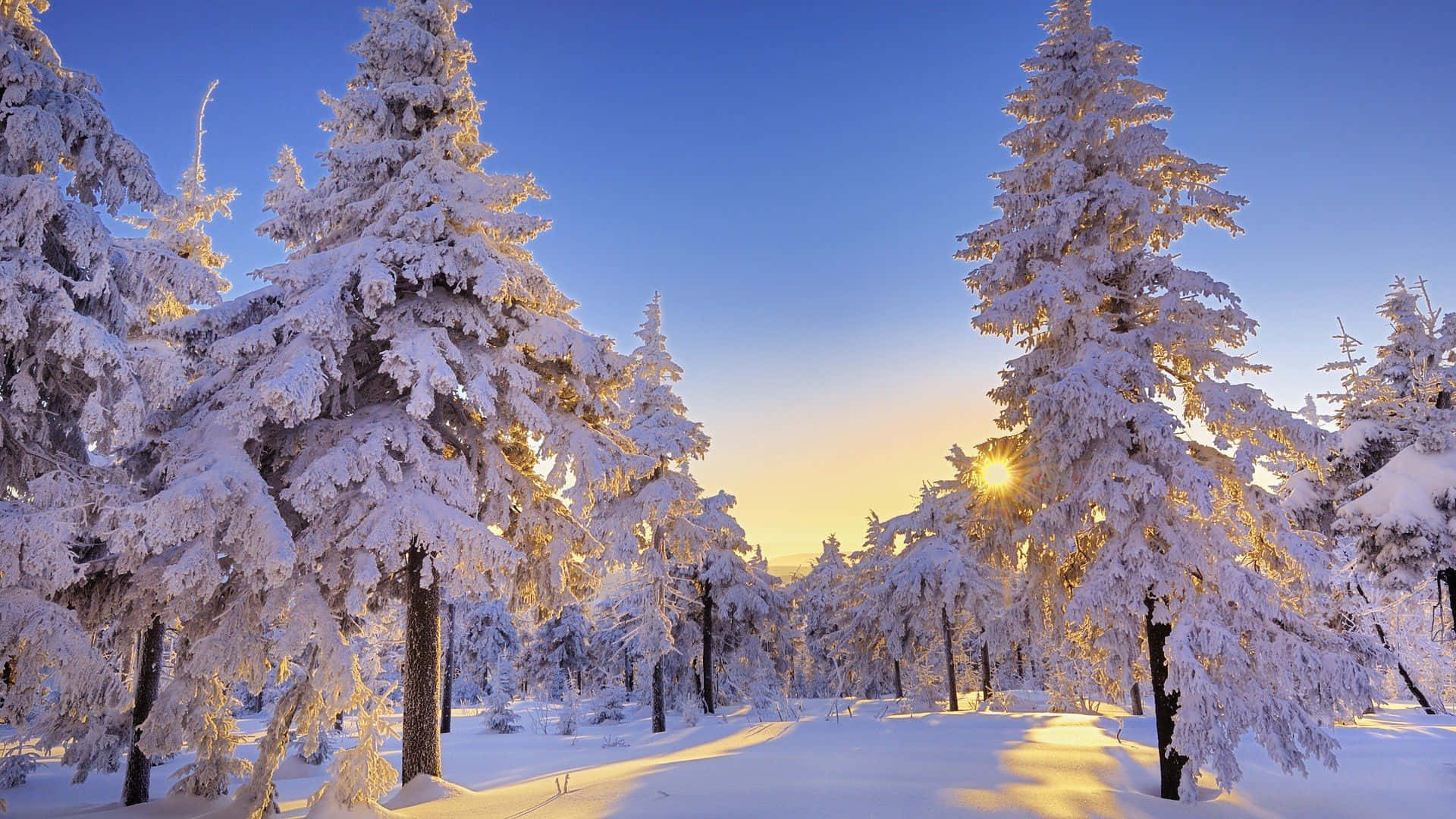 桌布 壁紙 — 日出時分，陽光穿過白雪覆蓋的松樹，照耀在寧靜的冬日森林中。