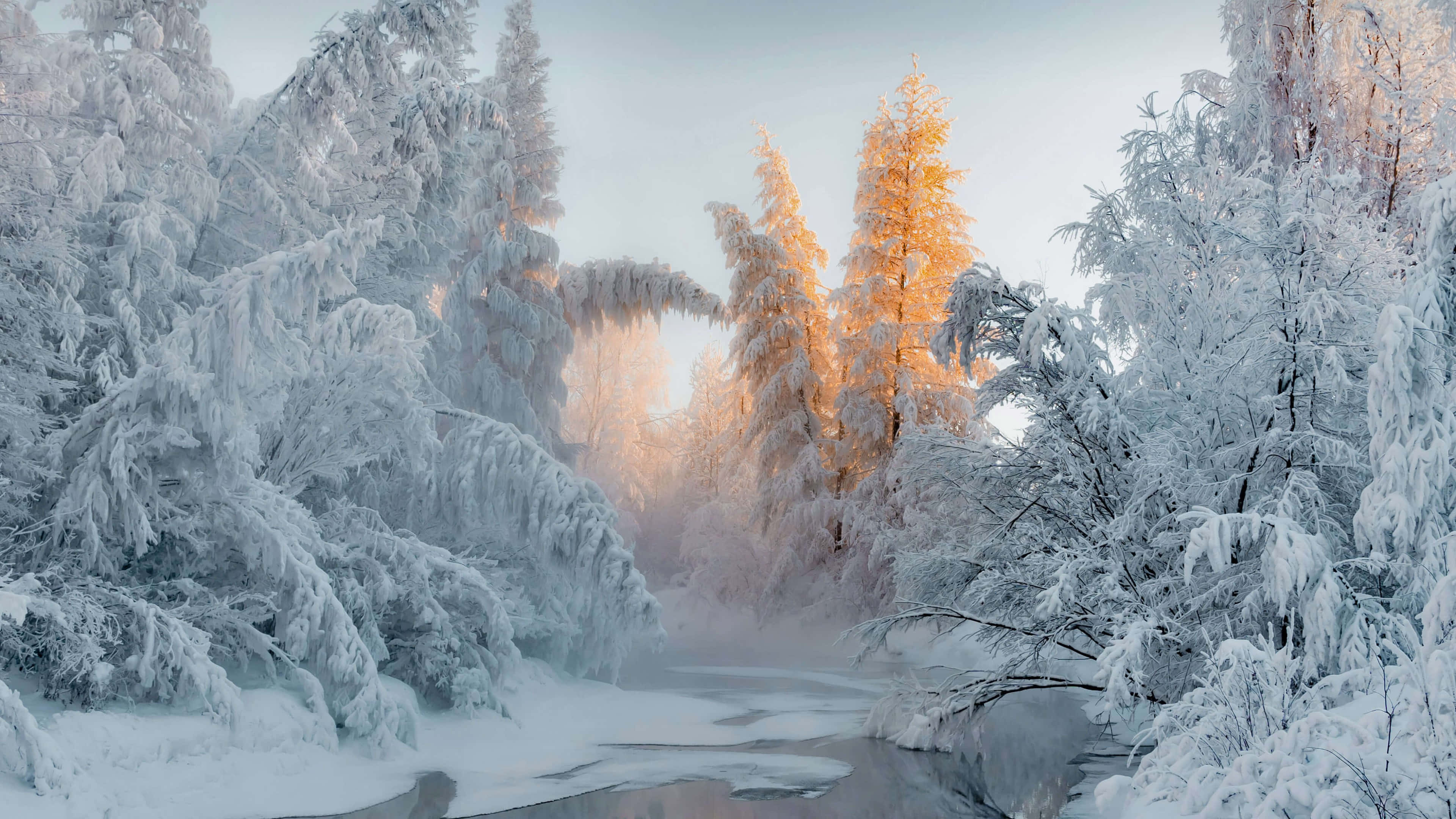 Beautiful Winter 桌布 壁紙 — 日出時分的冰凍森林，雪花覆蓋的樹木在金色光線穿過霧氣時溫暖地發光。